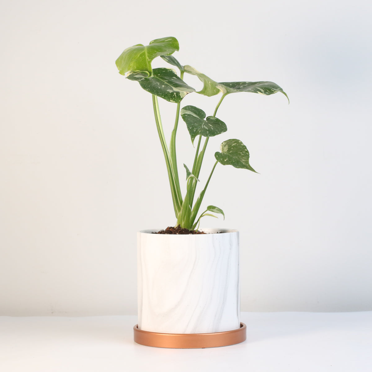 Monstera Thai Constellation