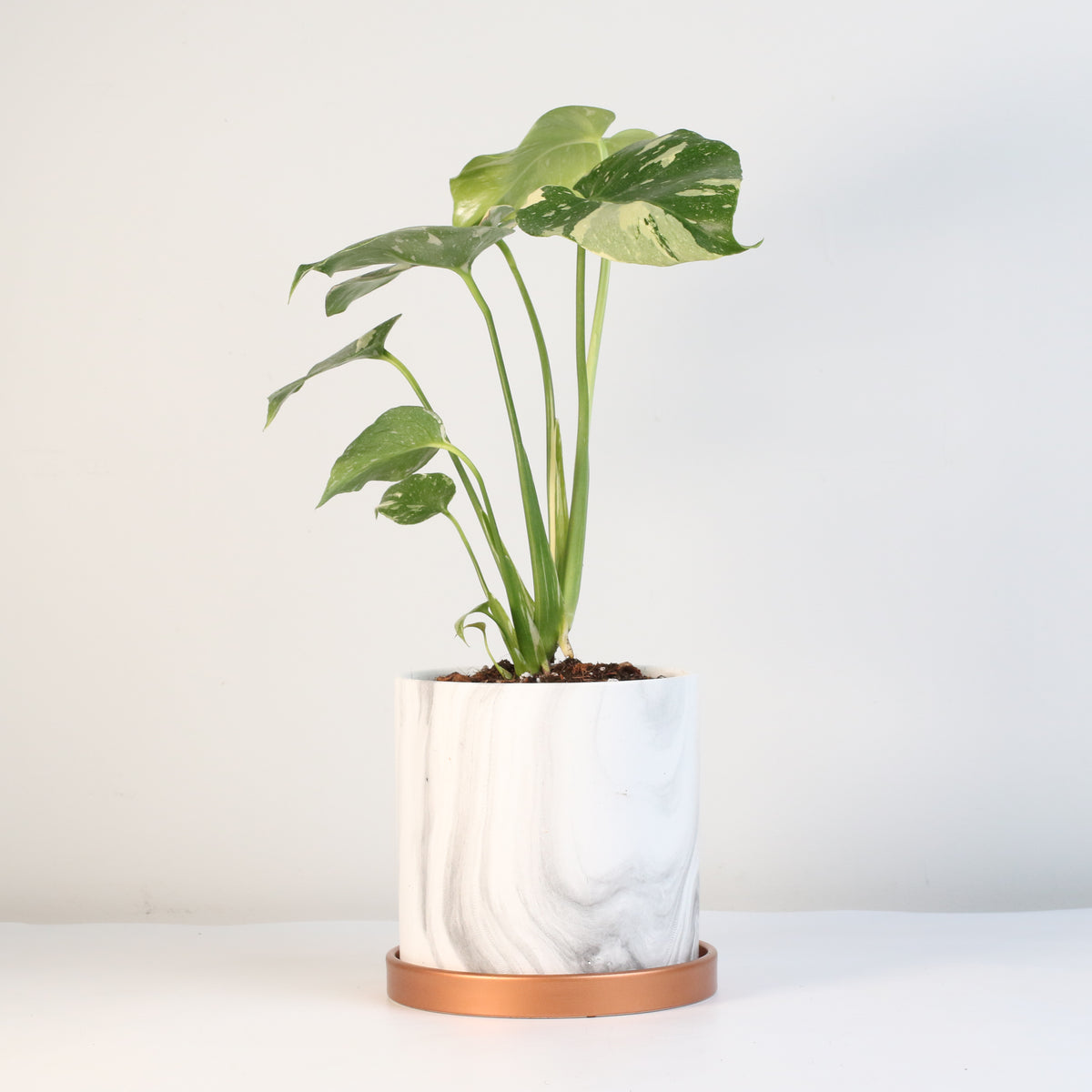 Monstera Thai Constellation