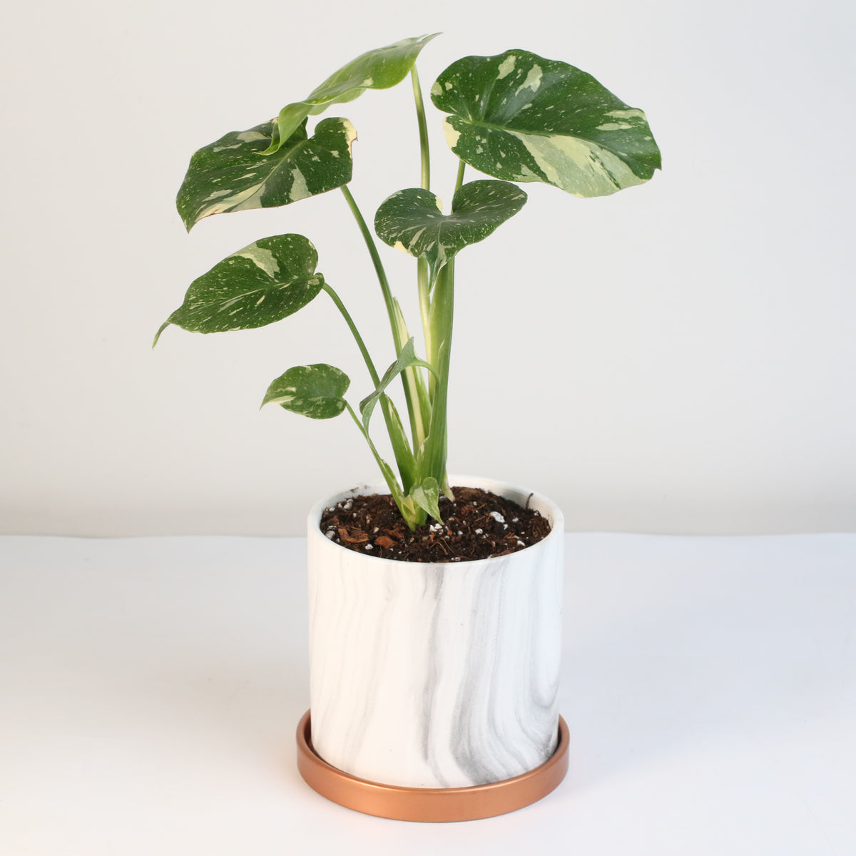 Monstera Thai Constellation