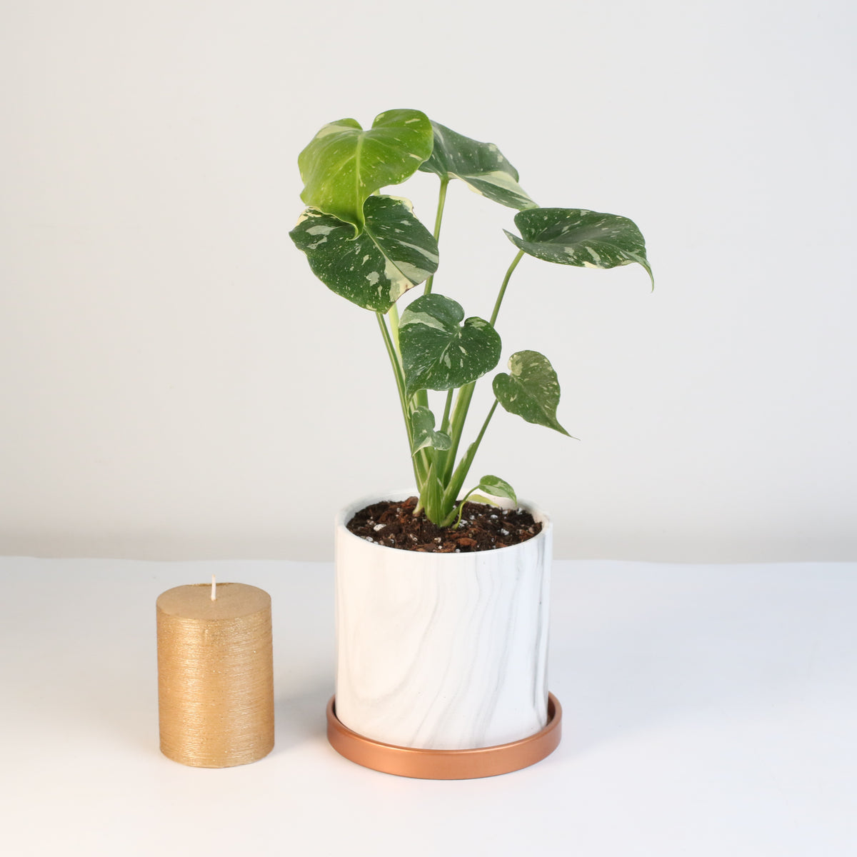 Monstera Thai Constellation