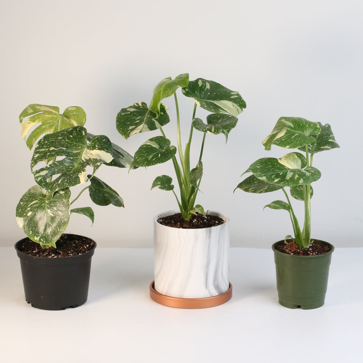 Monstera Thai Constellation