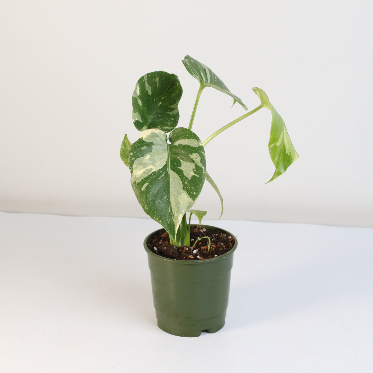 Monstera Thai Constellation