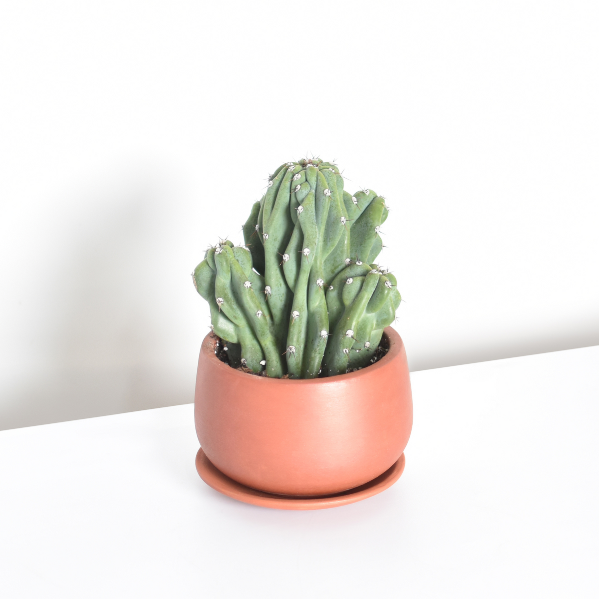 Monstrose Peruvian Apple Cactus