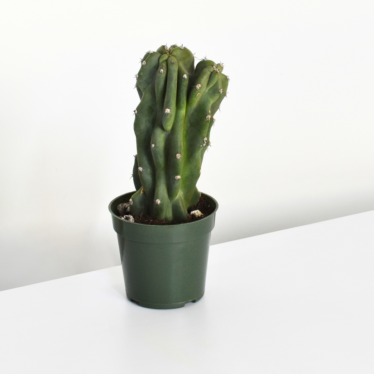 Monstrose Peruvian Apple Cactus