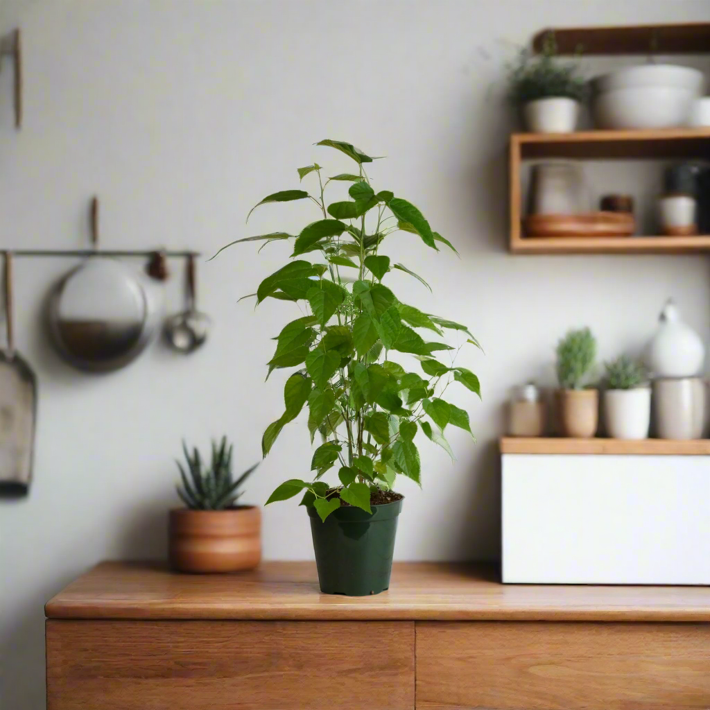 Mulberry 'Dwarf Everbearing'