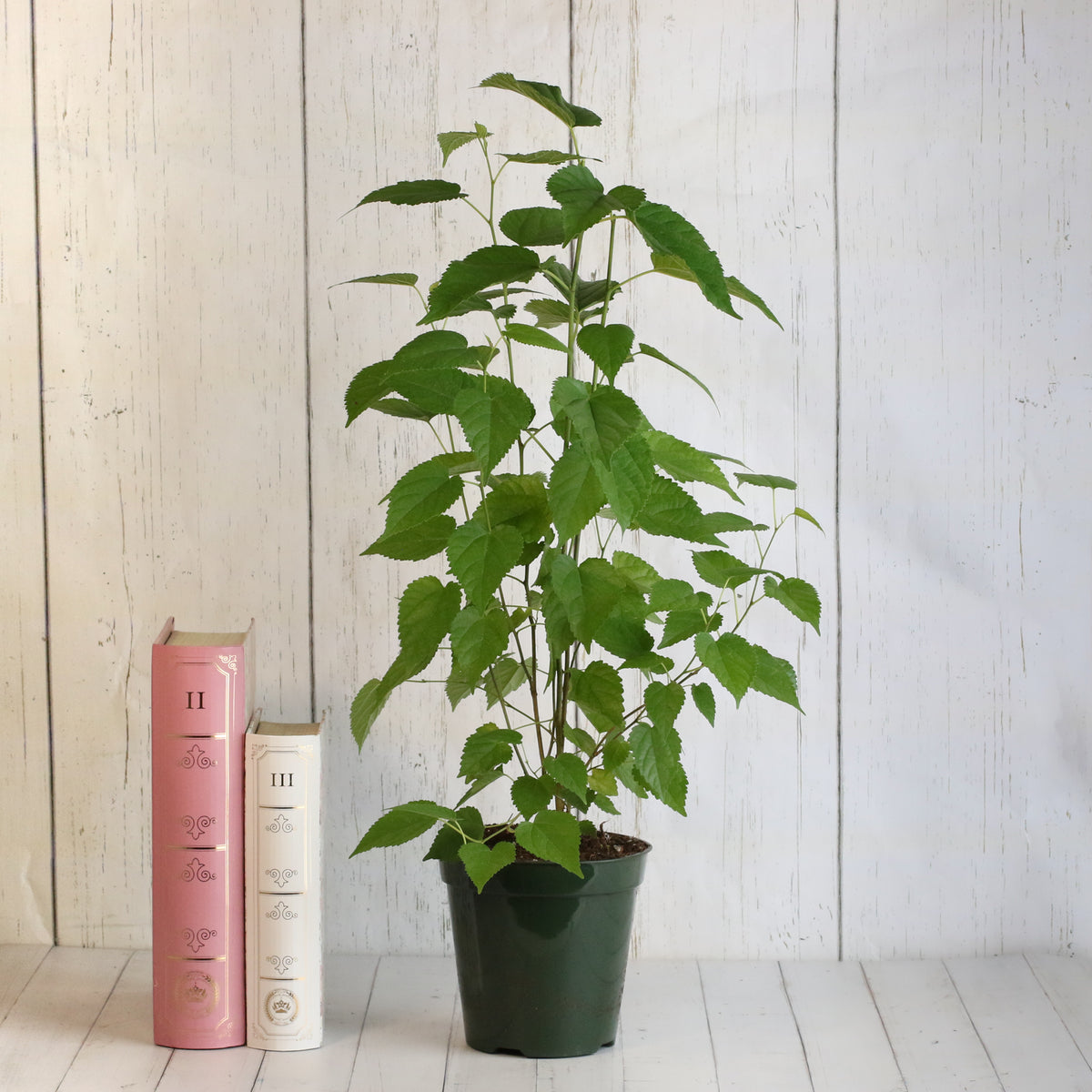 Mulberry 'Dwarf Everbearing'