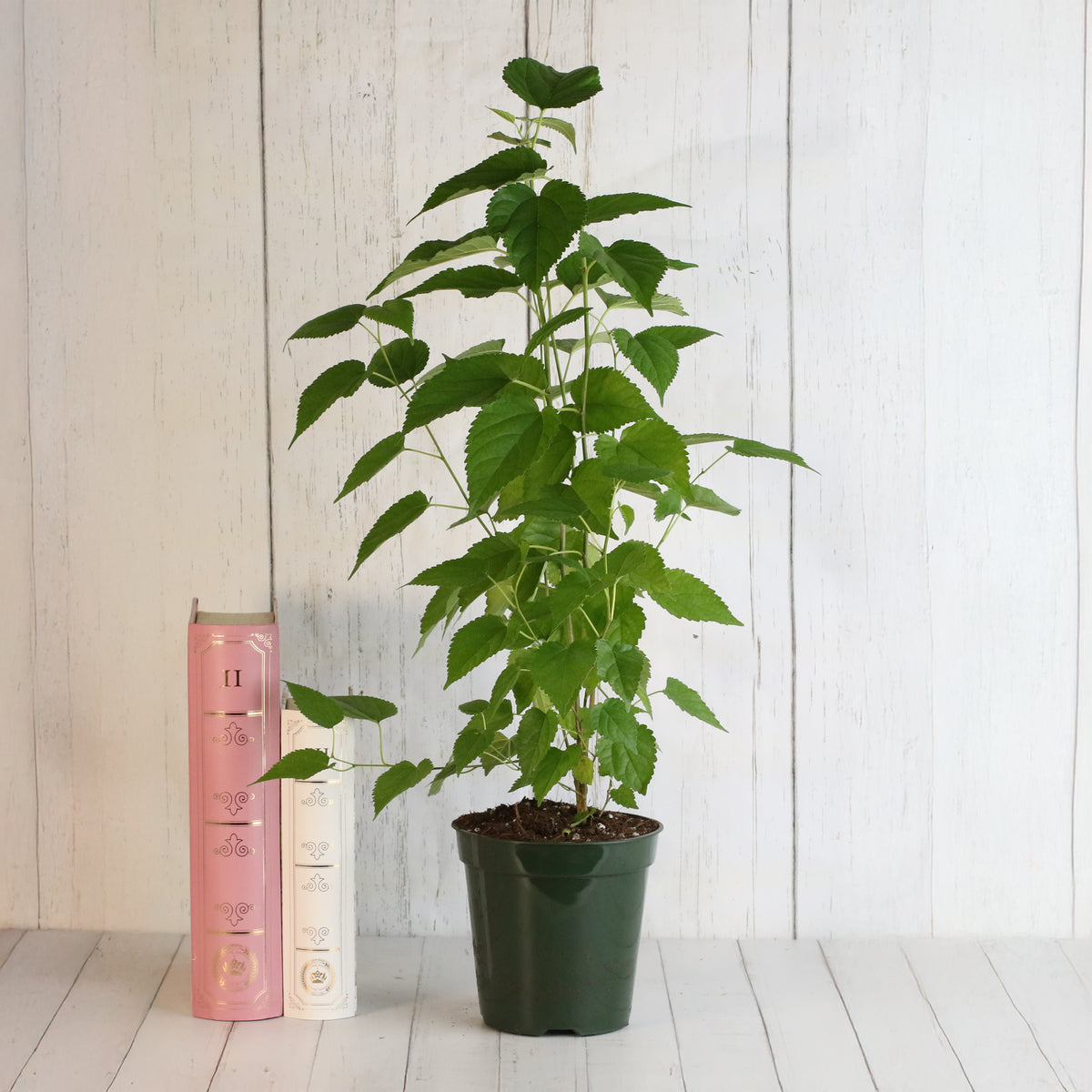 Mulberry 'Dwarf Everbearing'