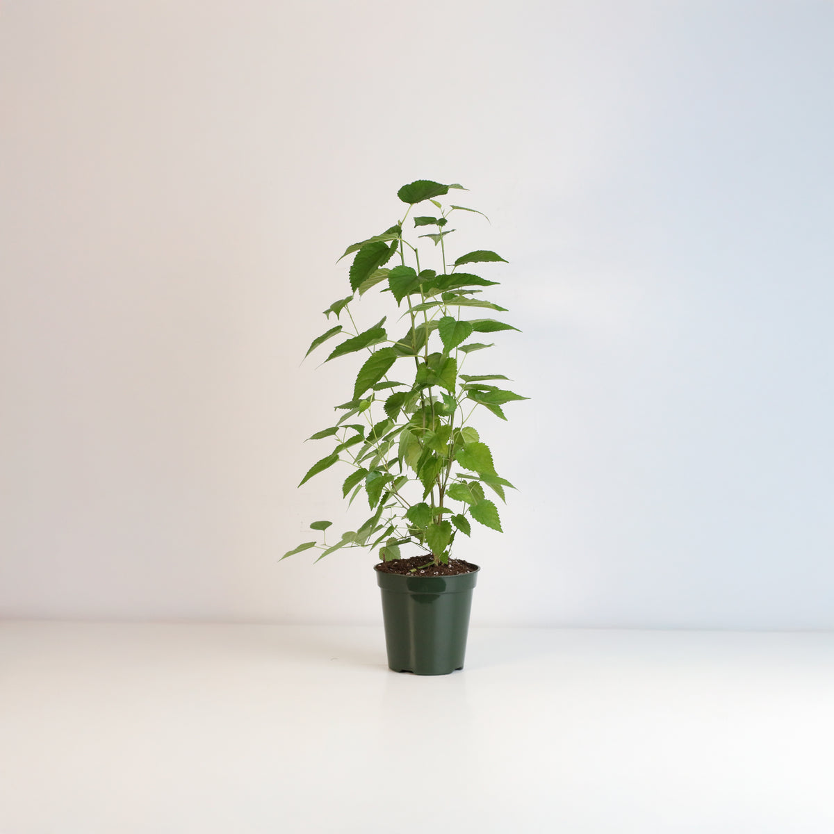 Mulberry 'Dwarf Everbearing'