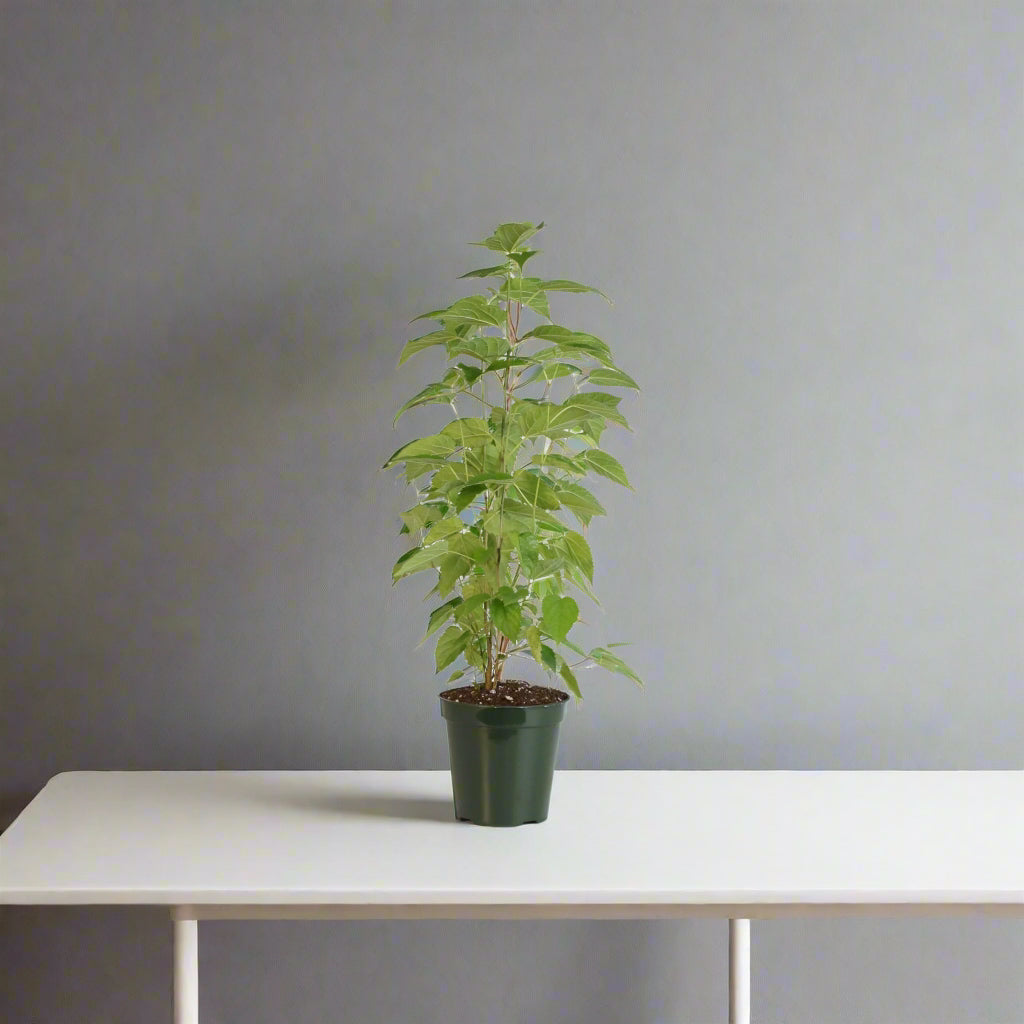 Mulberry 'Dwarf Everbearing'