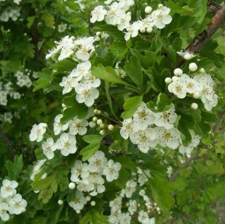 Mulberry 'Dwarf Everbearing'
