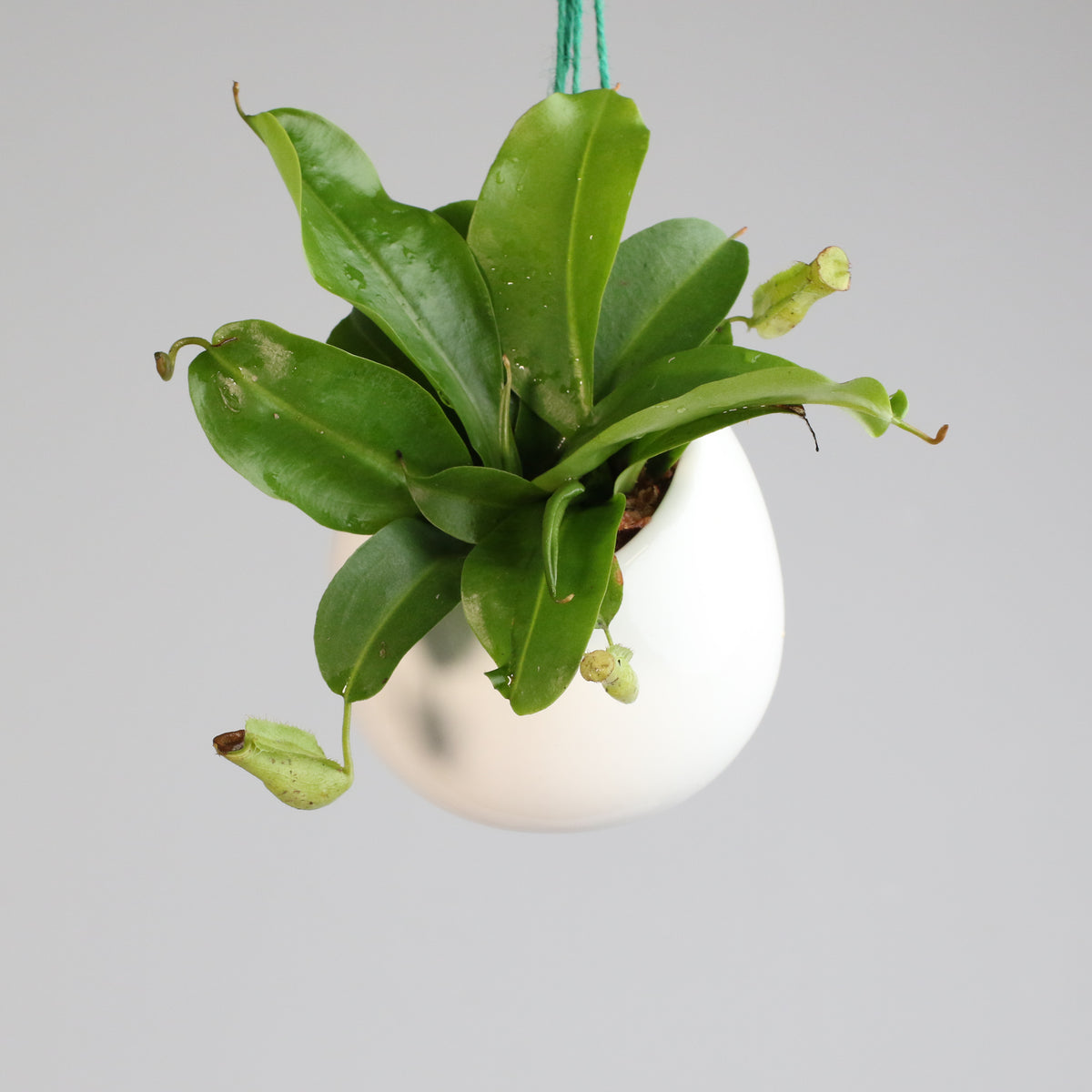 Tropical Pitcher Plant Nepenthes Miranda Carnivorous