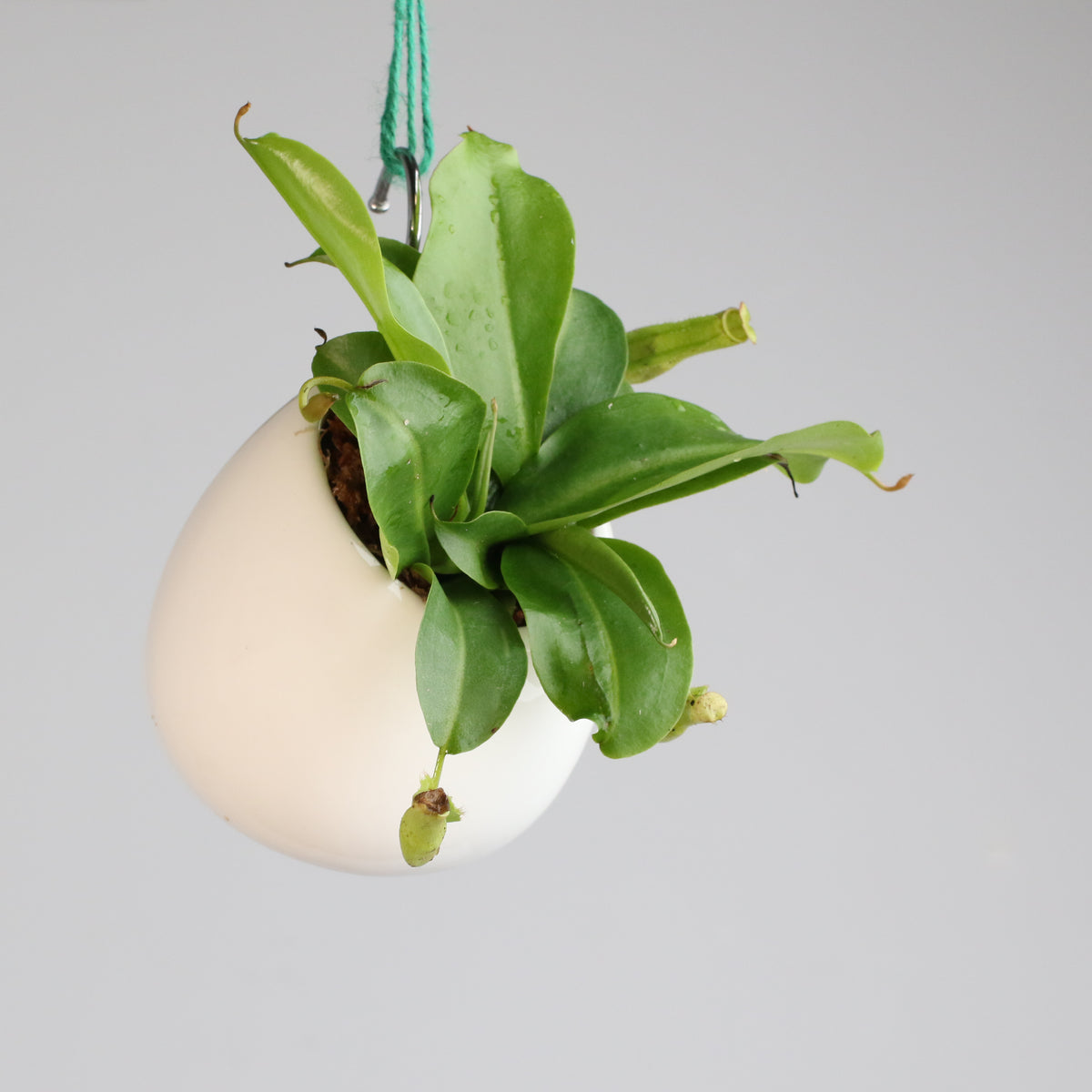 Tropical Pitcher Plant Nepenthes Miranda Carnivorous