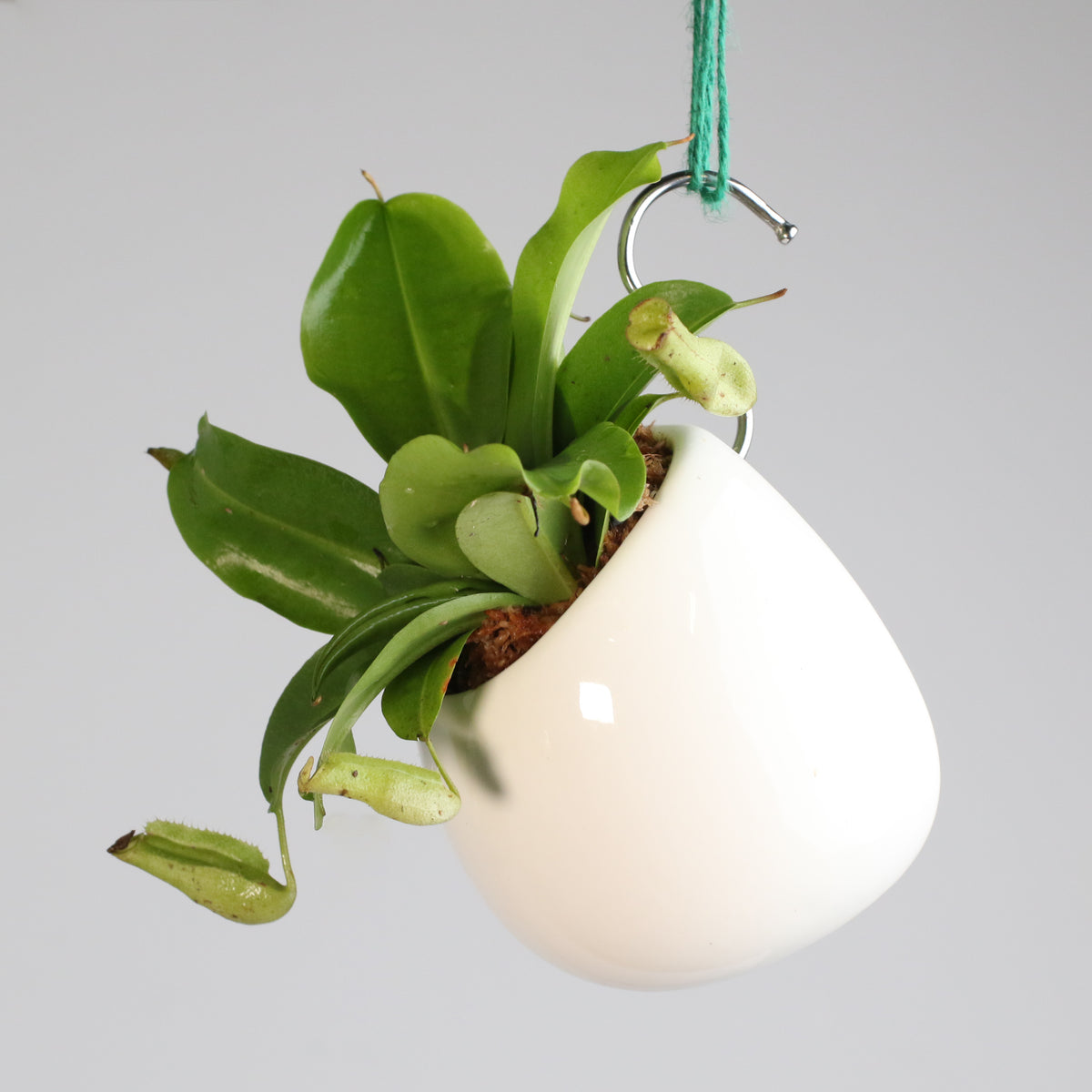 Tropical Pitcher Plant Nepenthes Miranda Carnivorous