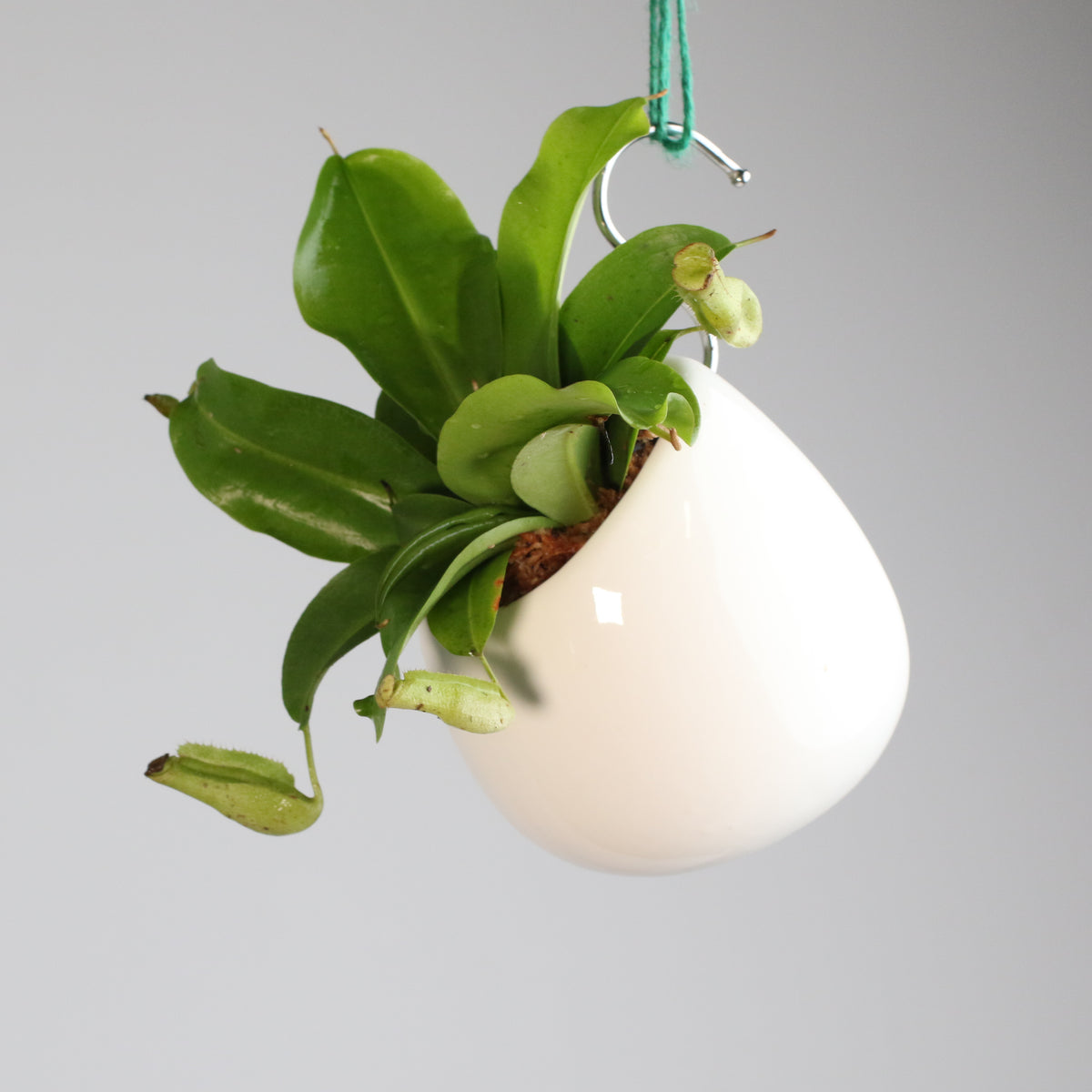 Tropical Pitcher Plant Nepenthes Miranda Carnivorous