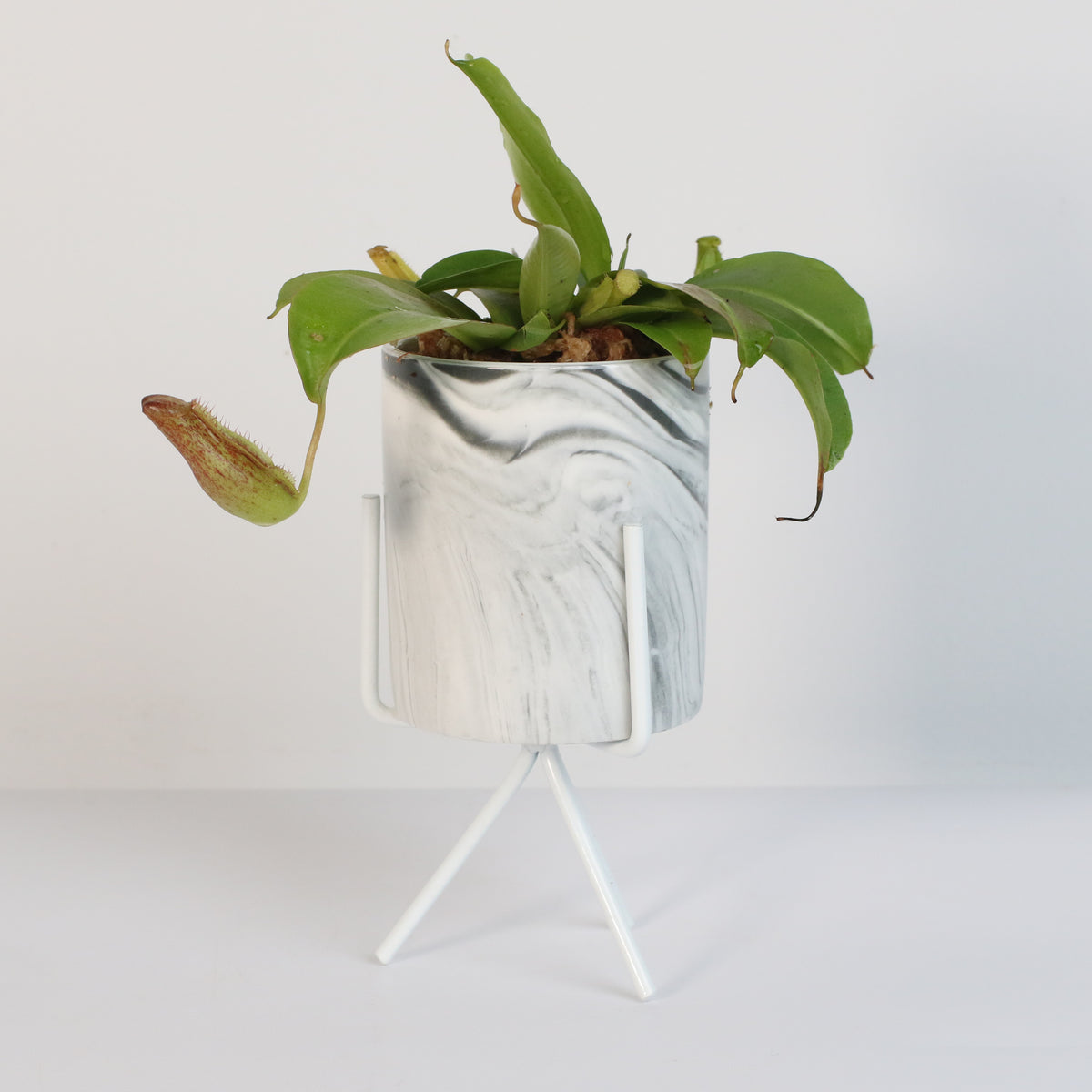 Tropical Pitcher Plant Nepenthes Miranda Carnivorous