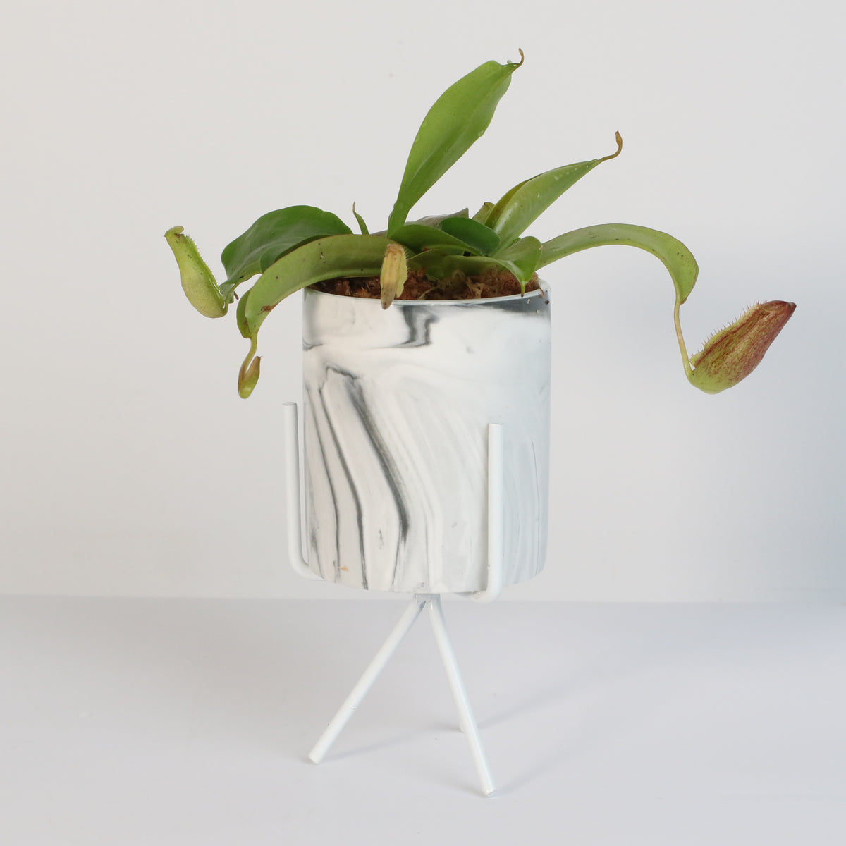 Tropical Pitcher Plant Nepenthes Miranda Carnivorous