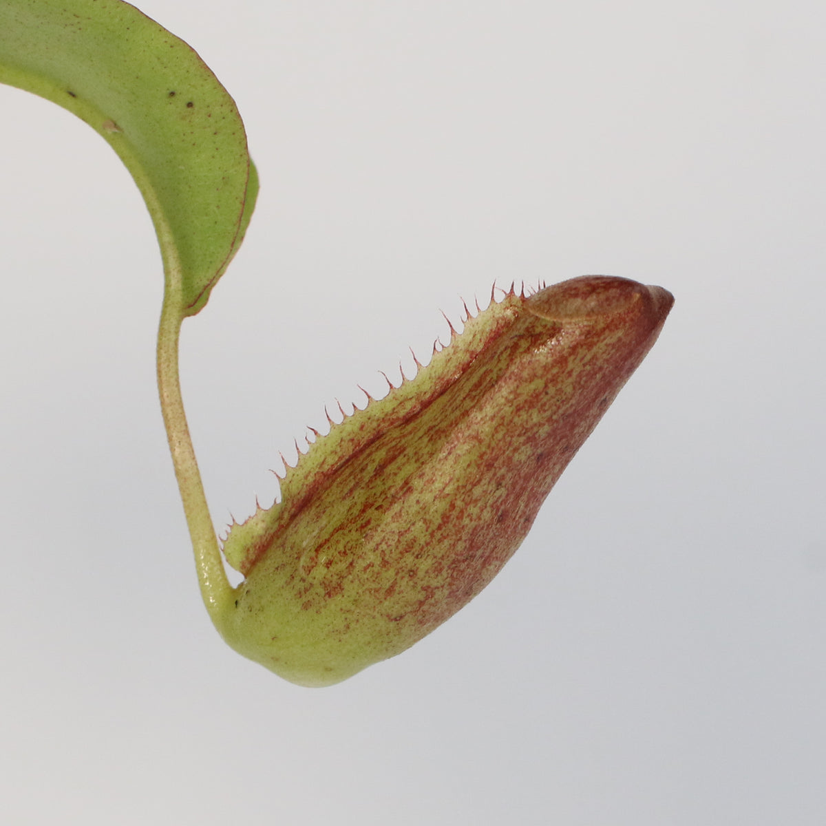 Tropical Pitcher Plant Nepenthes Miranda Carnivorous