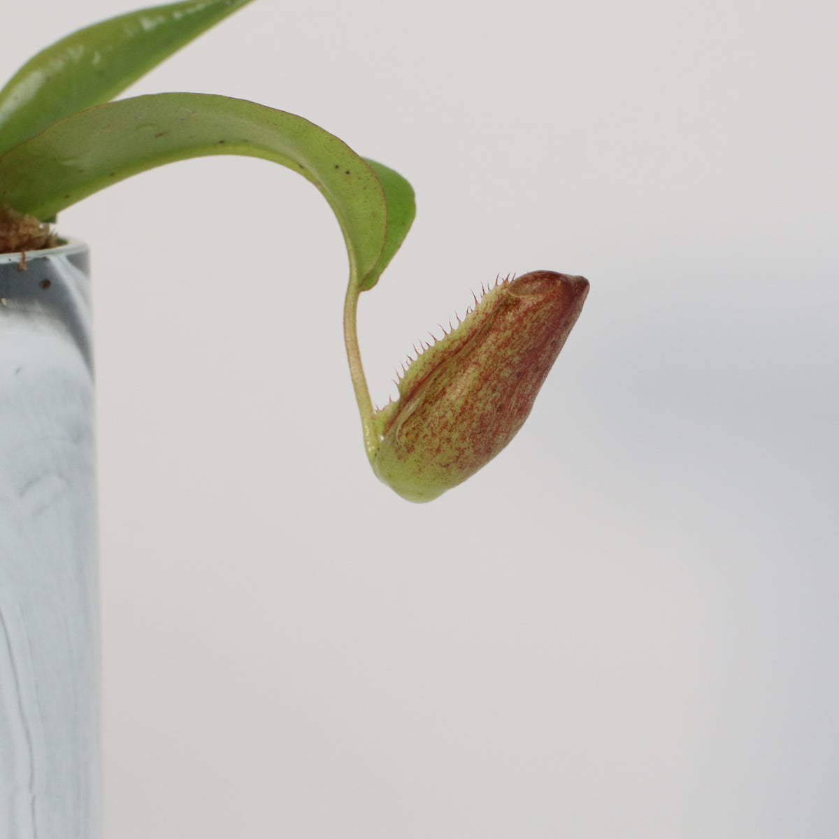 Tropical Pitcher Plant Nepenthes Miranda Carnivorous