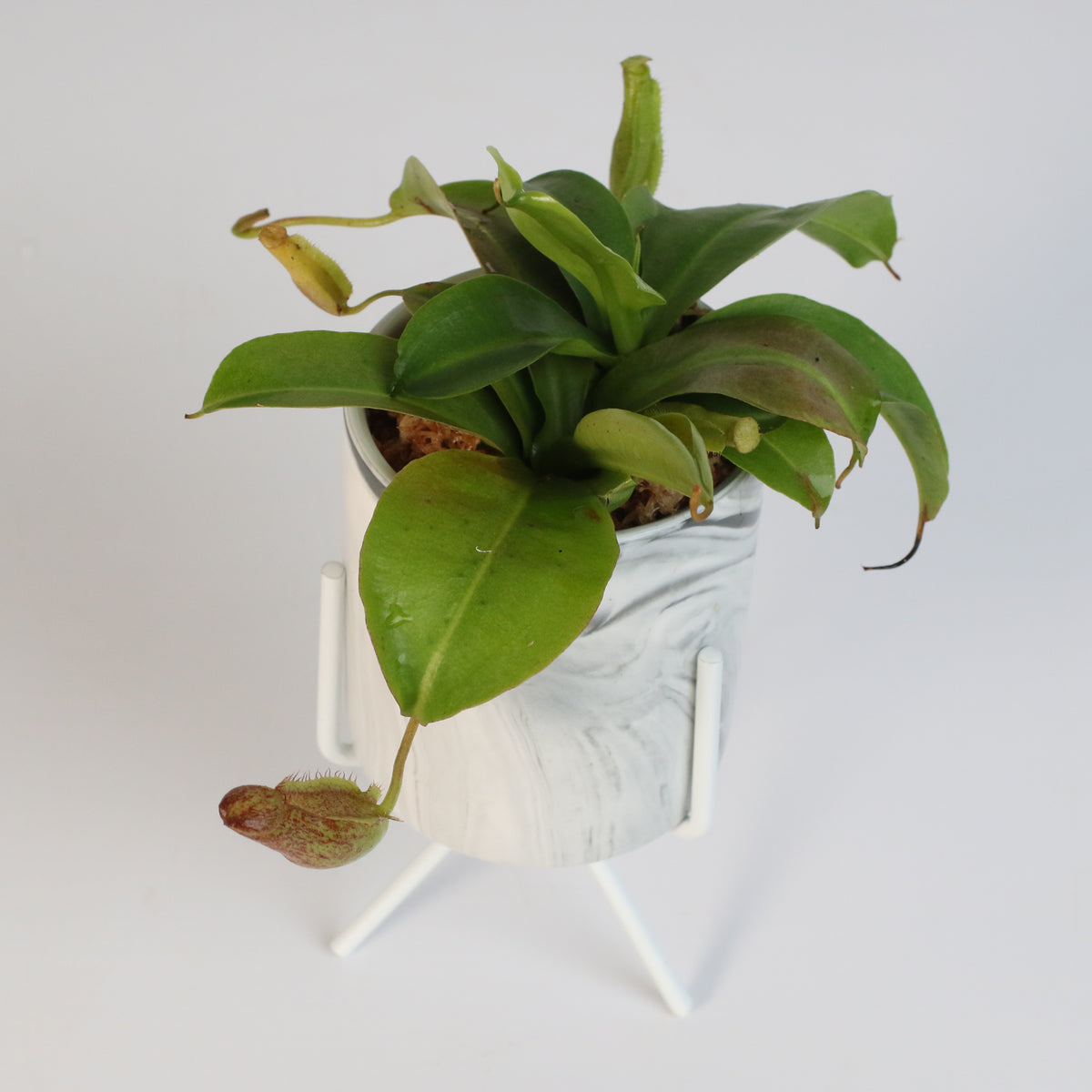 Tropical Pitcher Plant Nepenthes Miranda Carnivorous