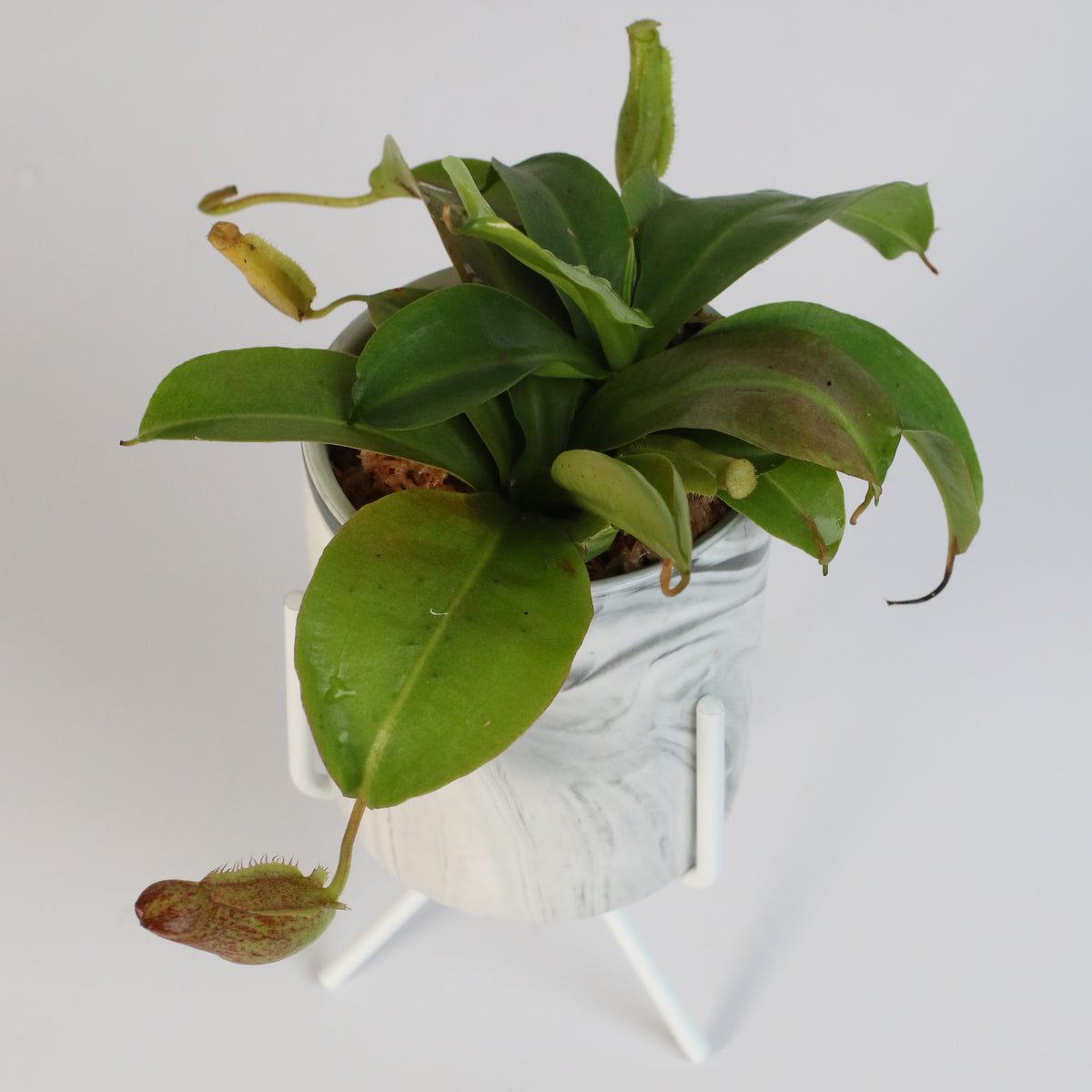 Tropical Pitcher Plant Nepenthes Miranda Carnivorous