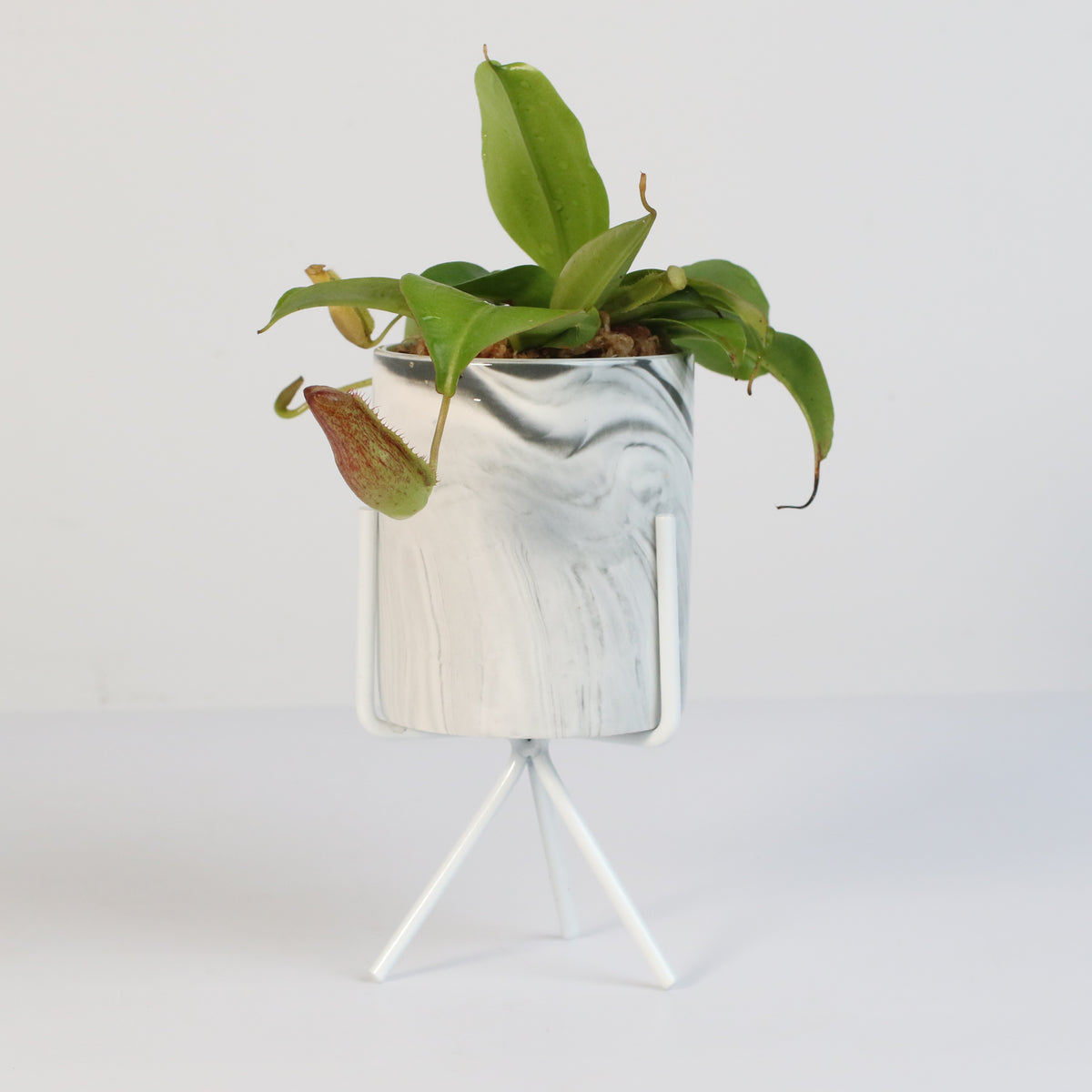 Tropical Pitcher Plant Nepenthes Miranda Carnivorous