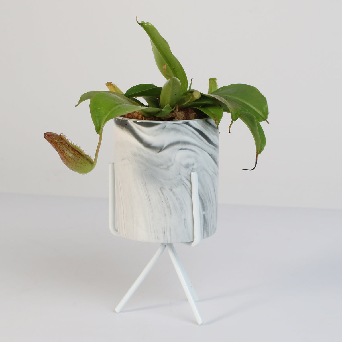 Tropical Pitcher Plant Nepenthes Miranda Carnivorous