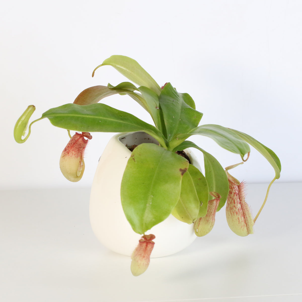 Tropical Pitcher Plant Nepenthes Miranda Carnivorous