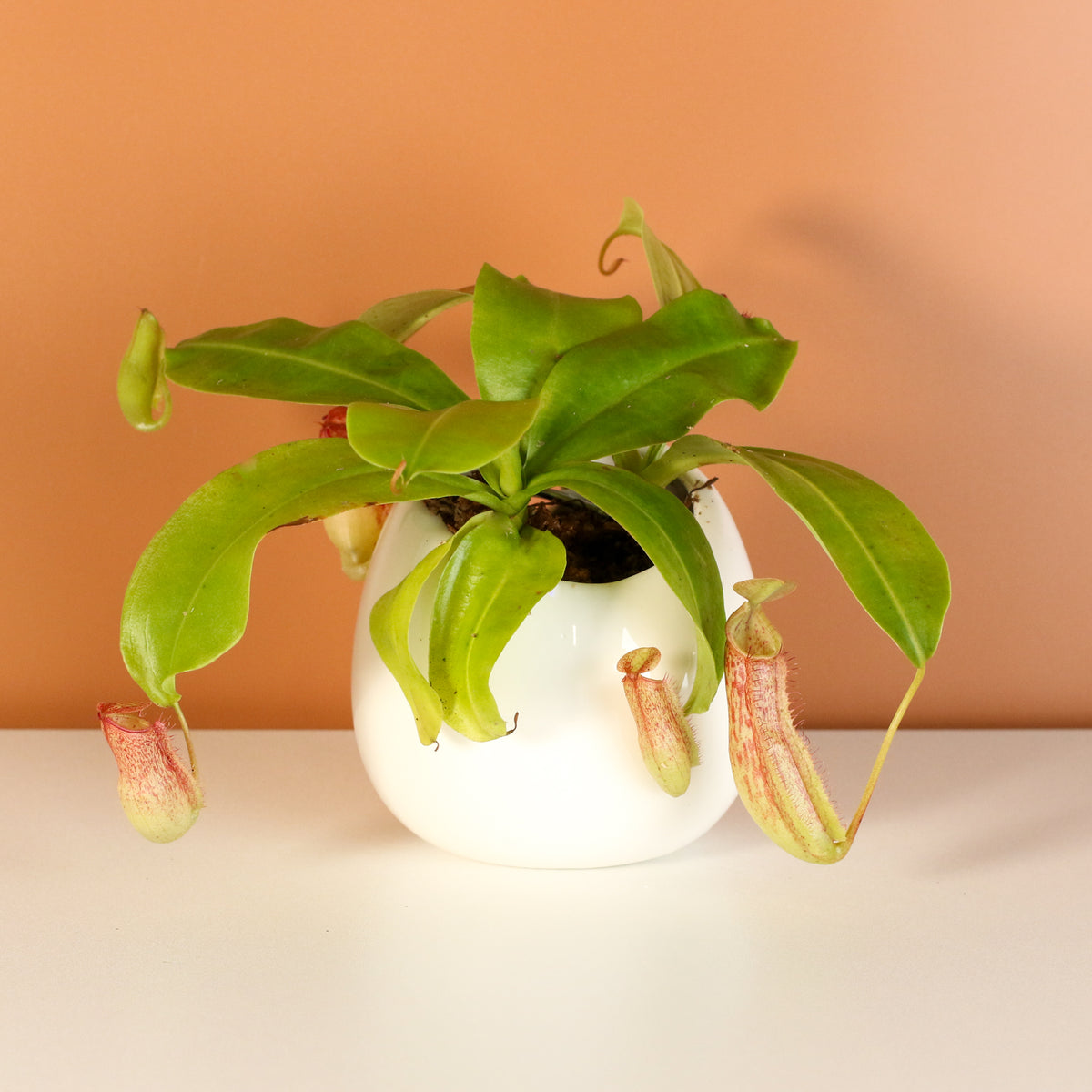 Tropical Pitcher Plant Nepenthes Miranda Carnivorous