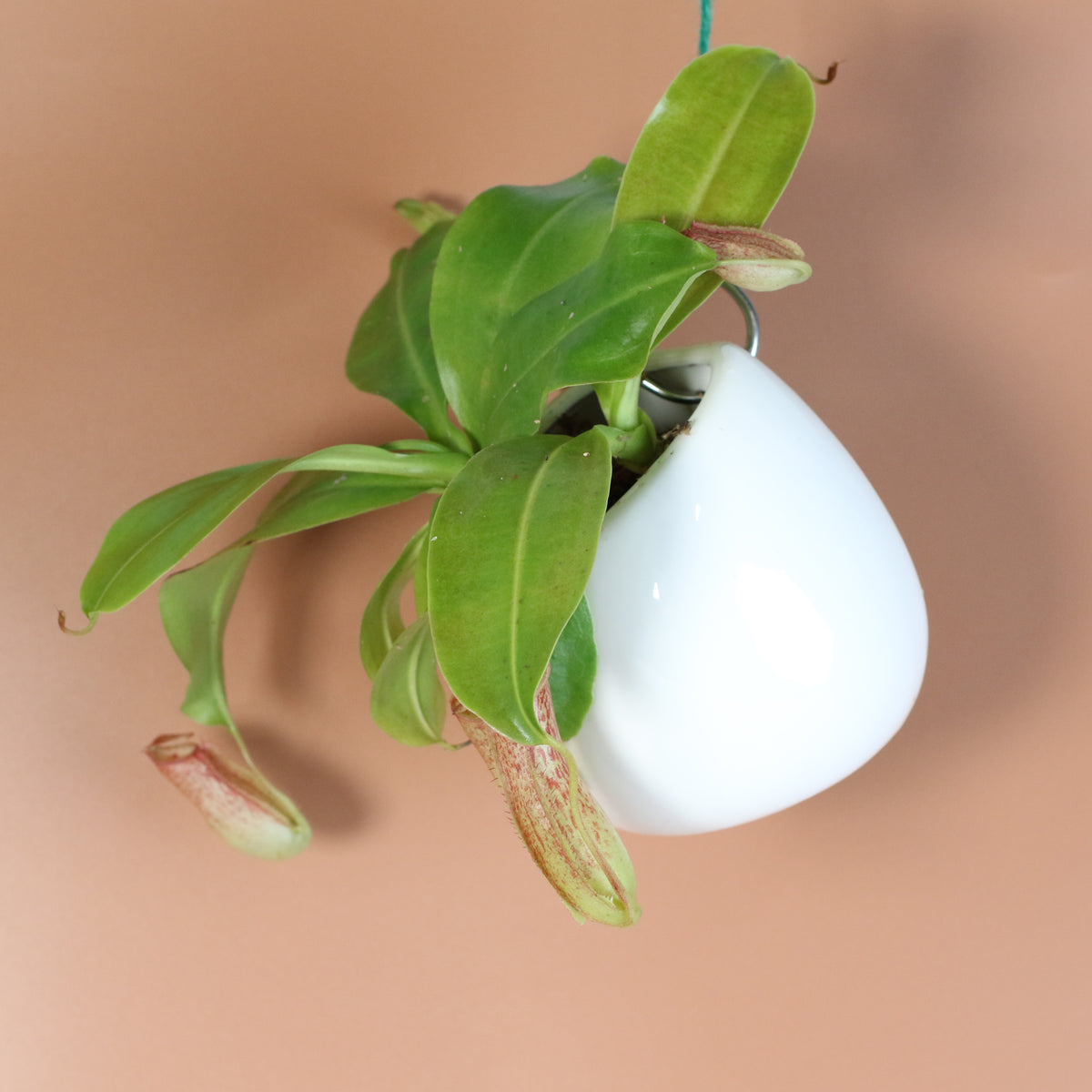 Tropical Pitcher Plant Nepenthes Miranda Carnivorous