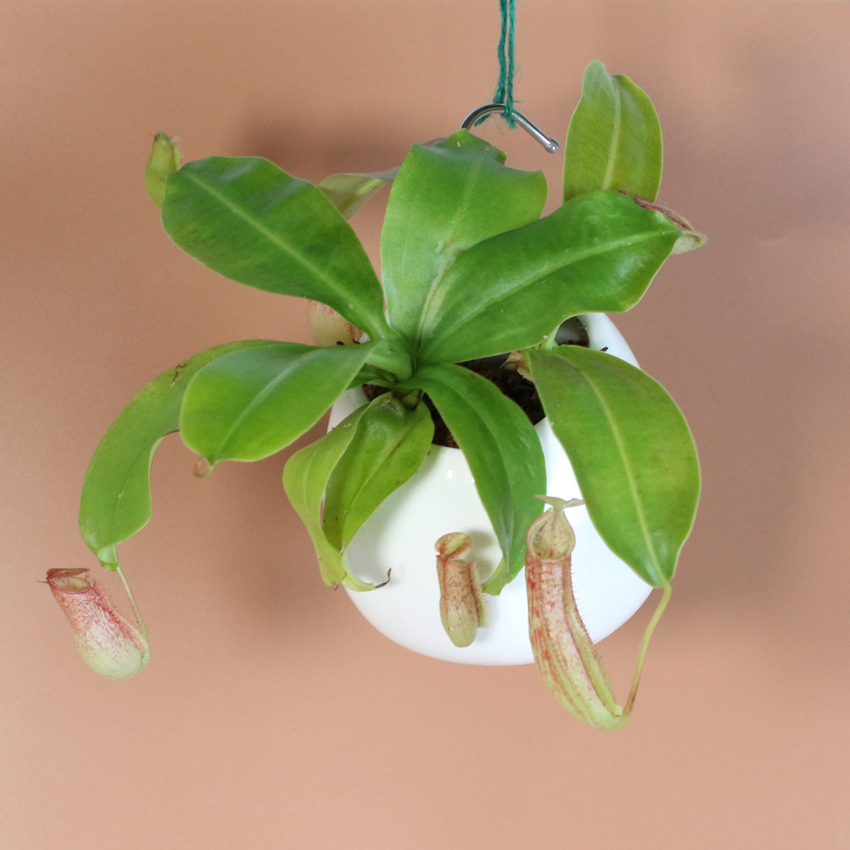 Tropical Pitcher Plant Nepenthes Miranda Carnivorous