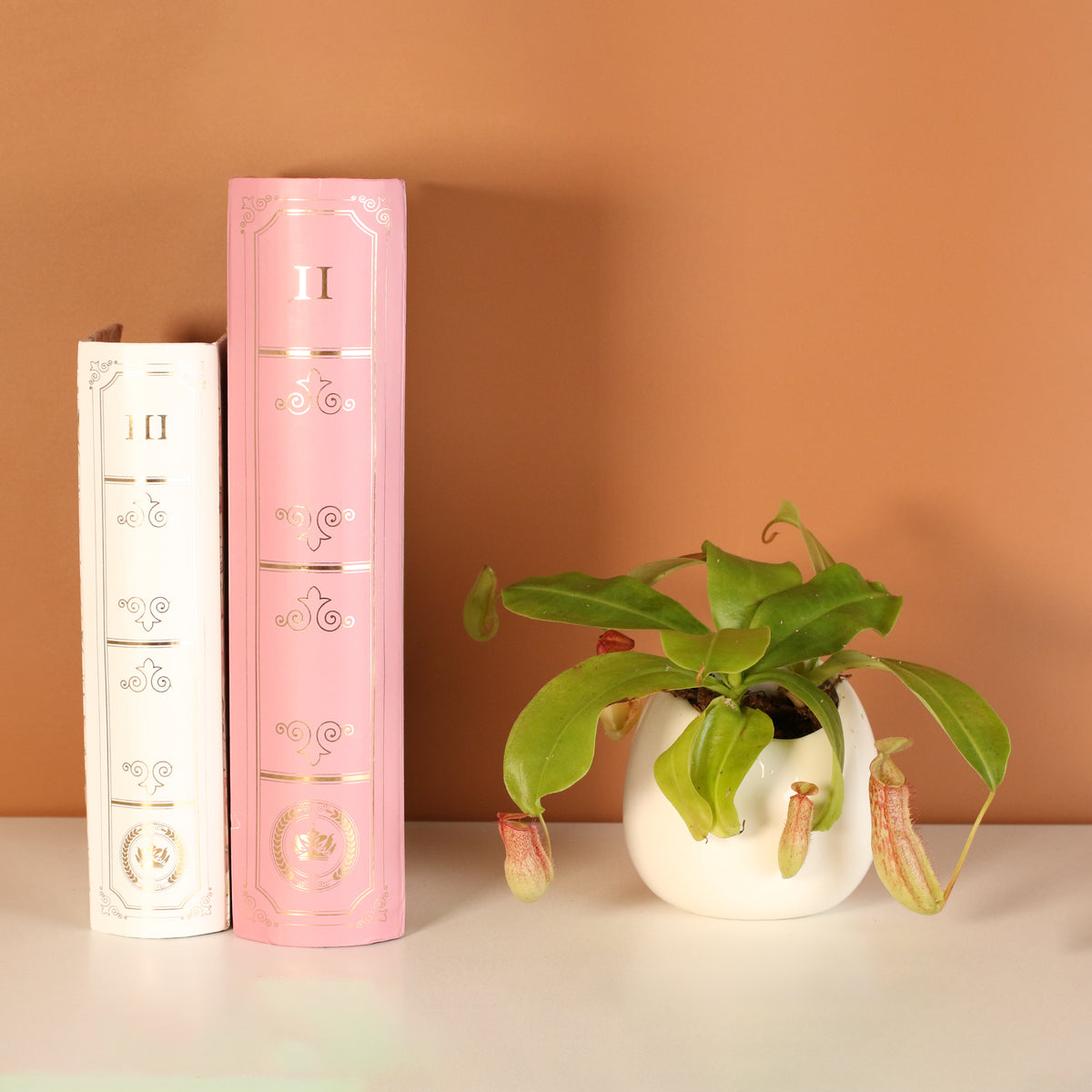 Tropical Pitcher Plant Nepenthes Miranda Carnivorous