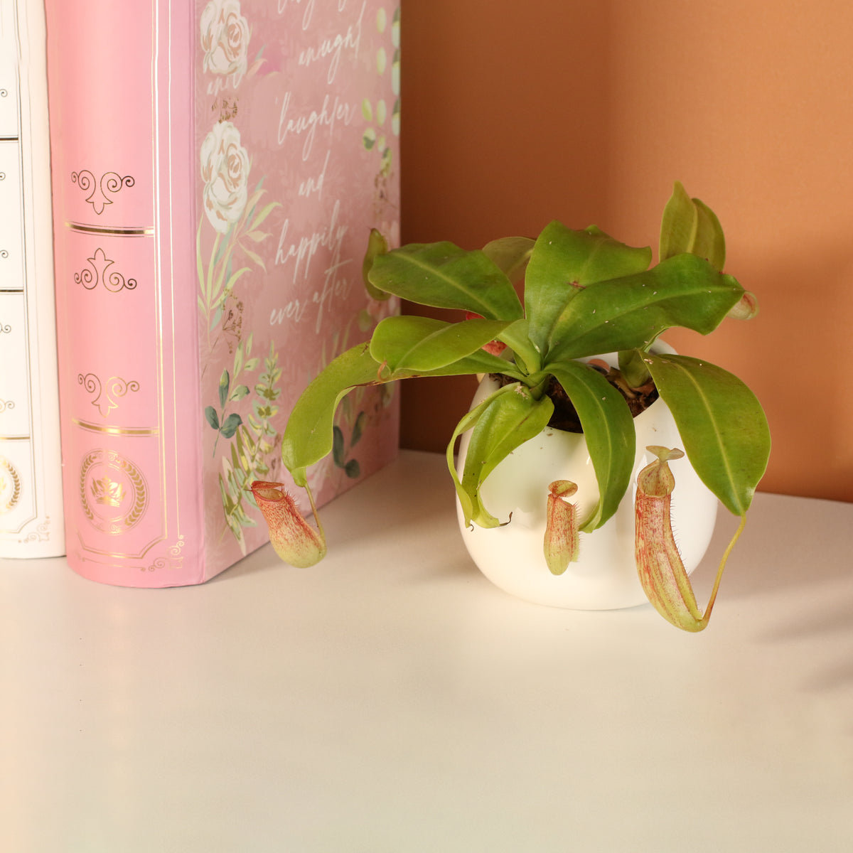 Tropical Pitcher Plant Nepenthes Miranda Carnivorous