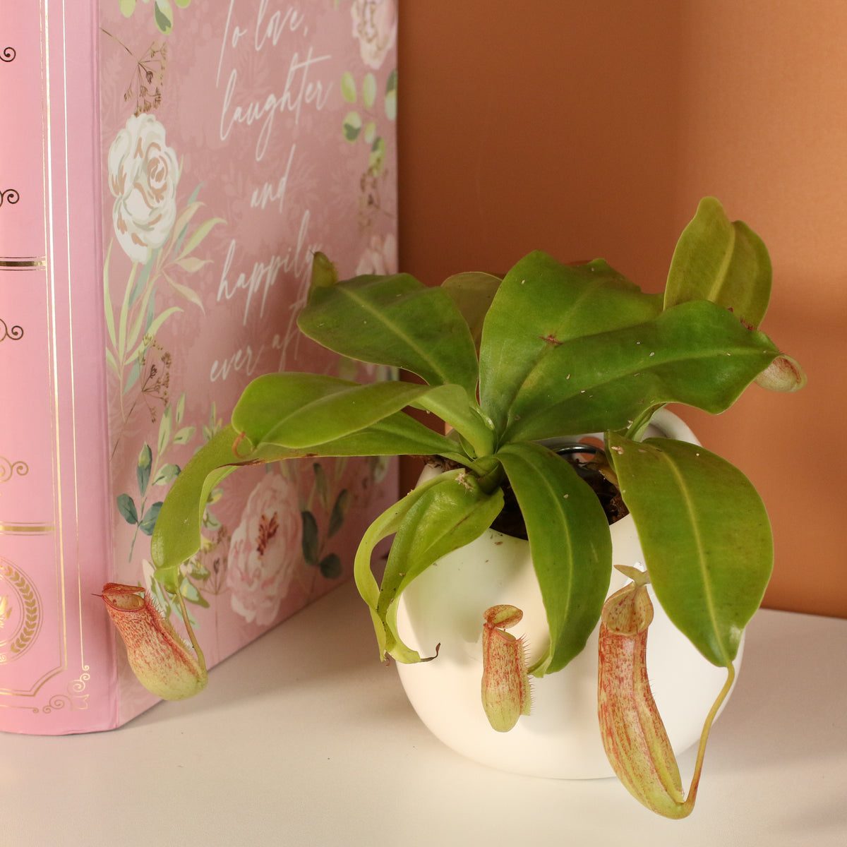 Tropical Pitcher Plant Nepenthes Miranda Carnivorous