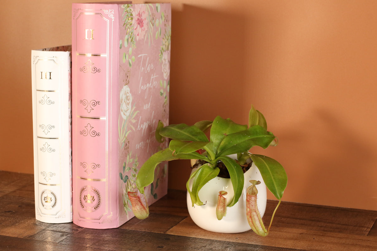 Tropical Pitcher Plant Nepenthes Miranda Carnivorous