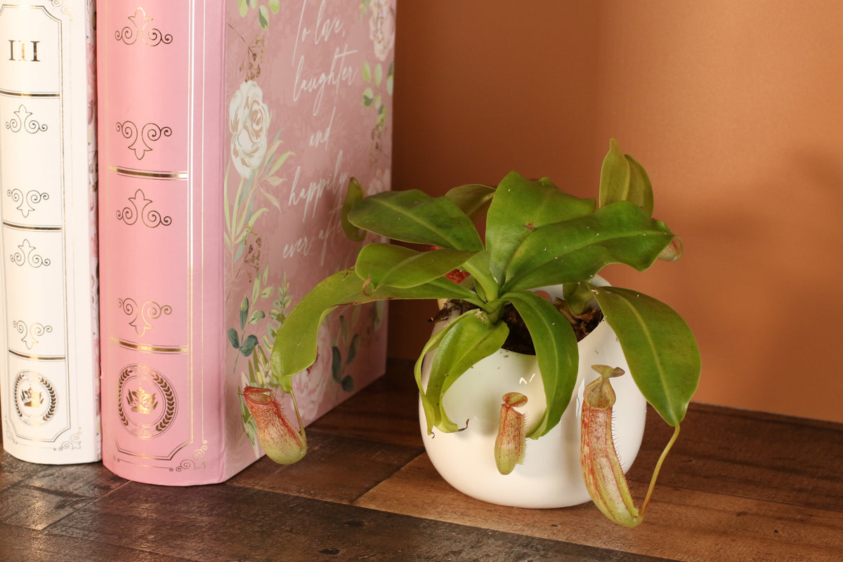 Tropical Pitcher Plant Nepenthes Miranda Carnivorous