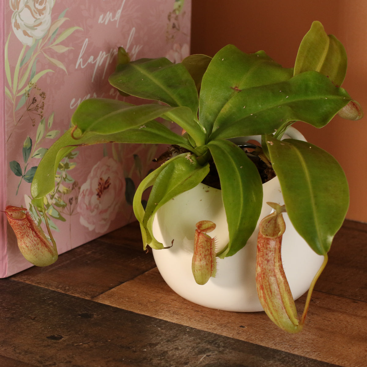 Tropical Pitcher Plant Nepenthes Miranda Carnivorous