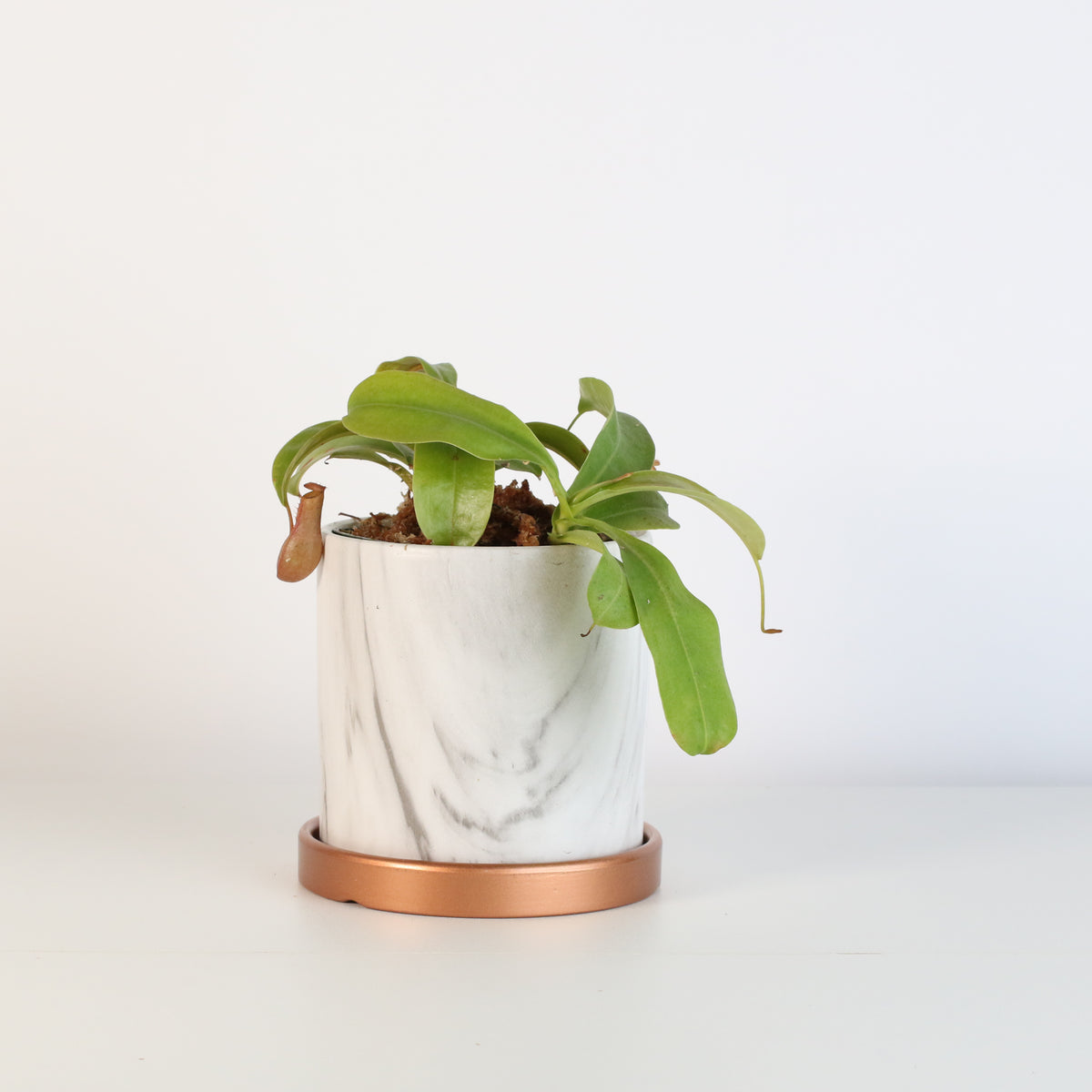 Nepenthes Alata in Daphne Ceramic 4.5" Planter.