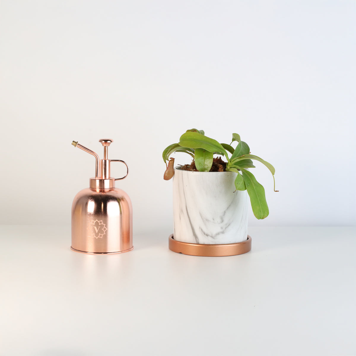 Nepenthes Alata in Daphne Ceramic 4.5" Planter next to mister.