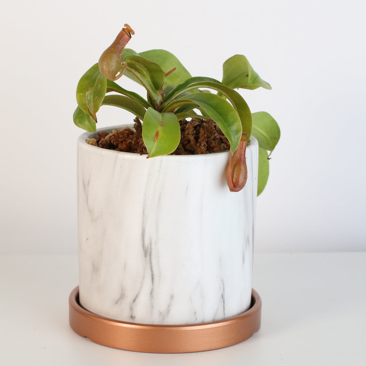 Nepenthes Alata in Daphne Ceramic 4.5" Planter.