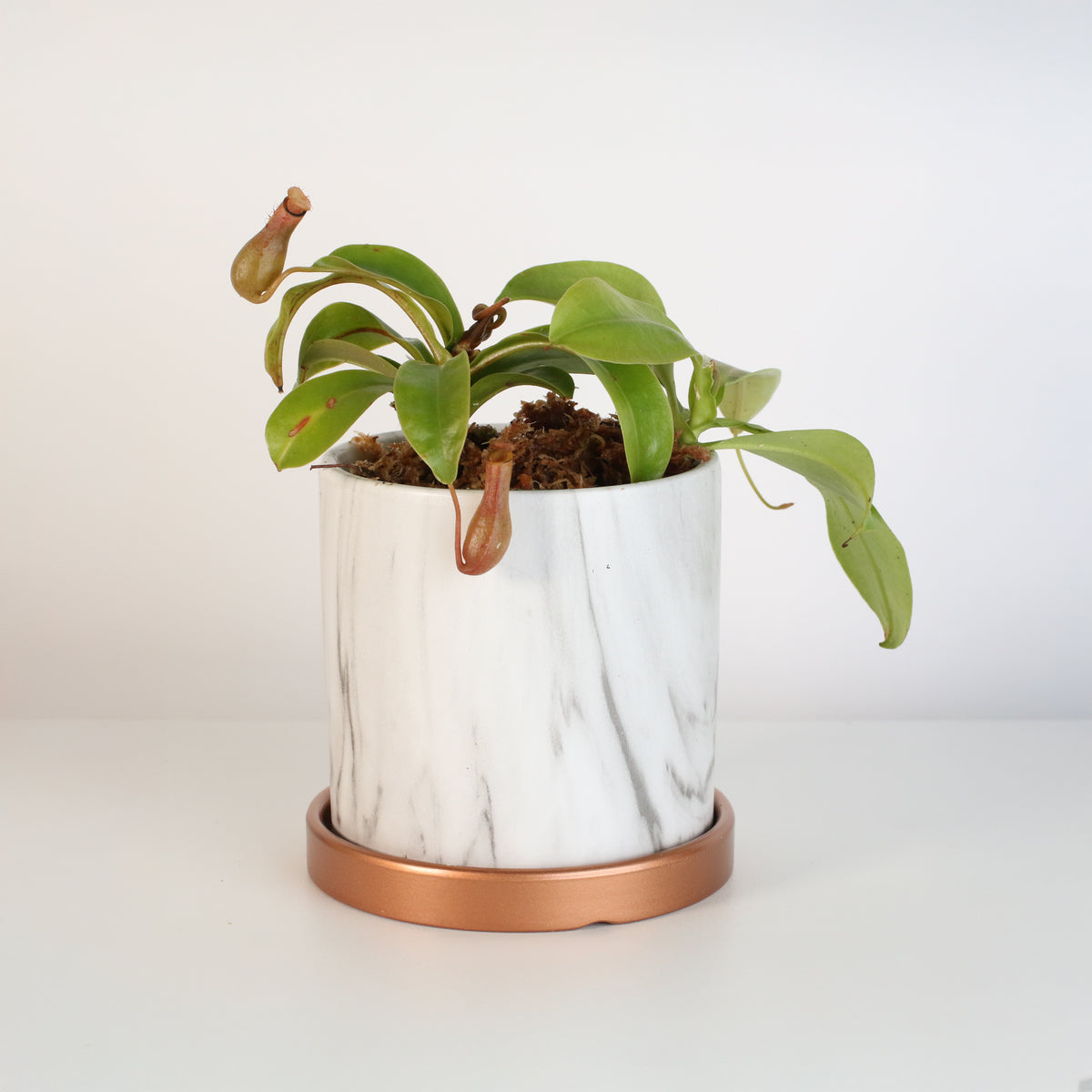 Nepenthes Alata in Daphne Ceramic 4.5" Planter.