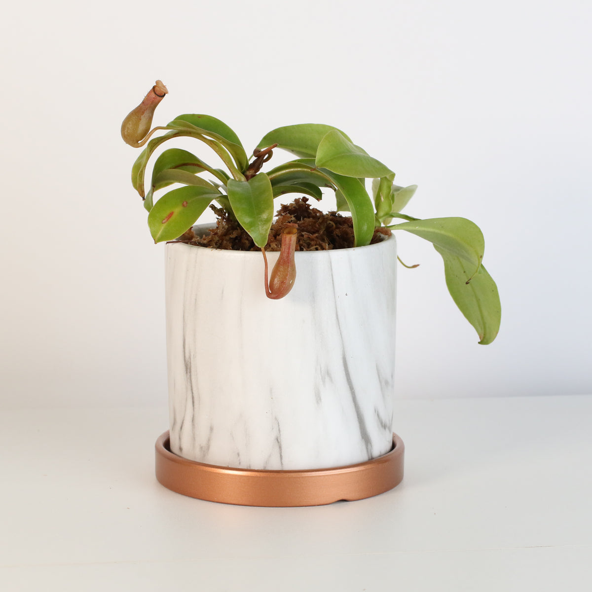 Nepenthes Alata in Daphne Ceramic 4.5" Planter.