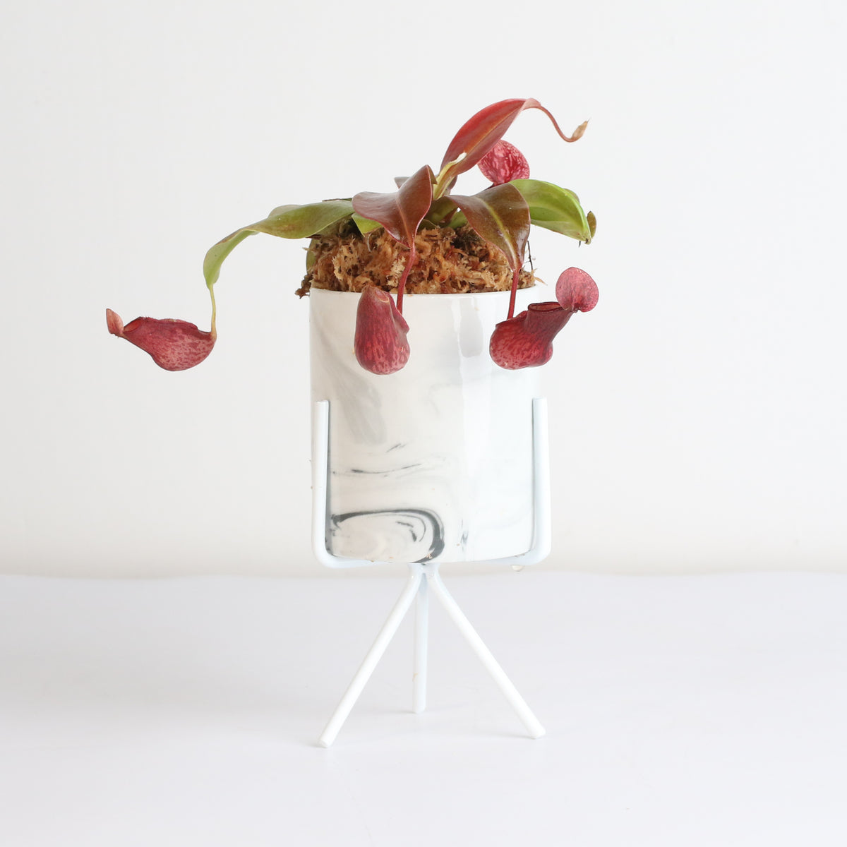 Tropical Pitcher Plant Nepenthes Gaya Carnivorous