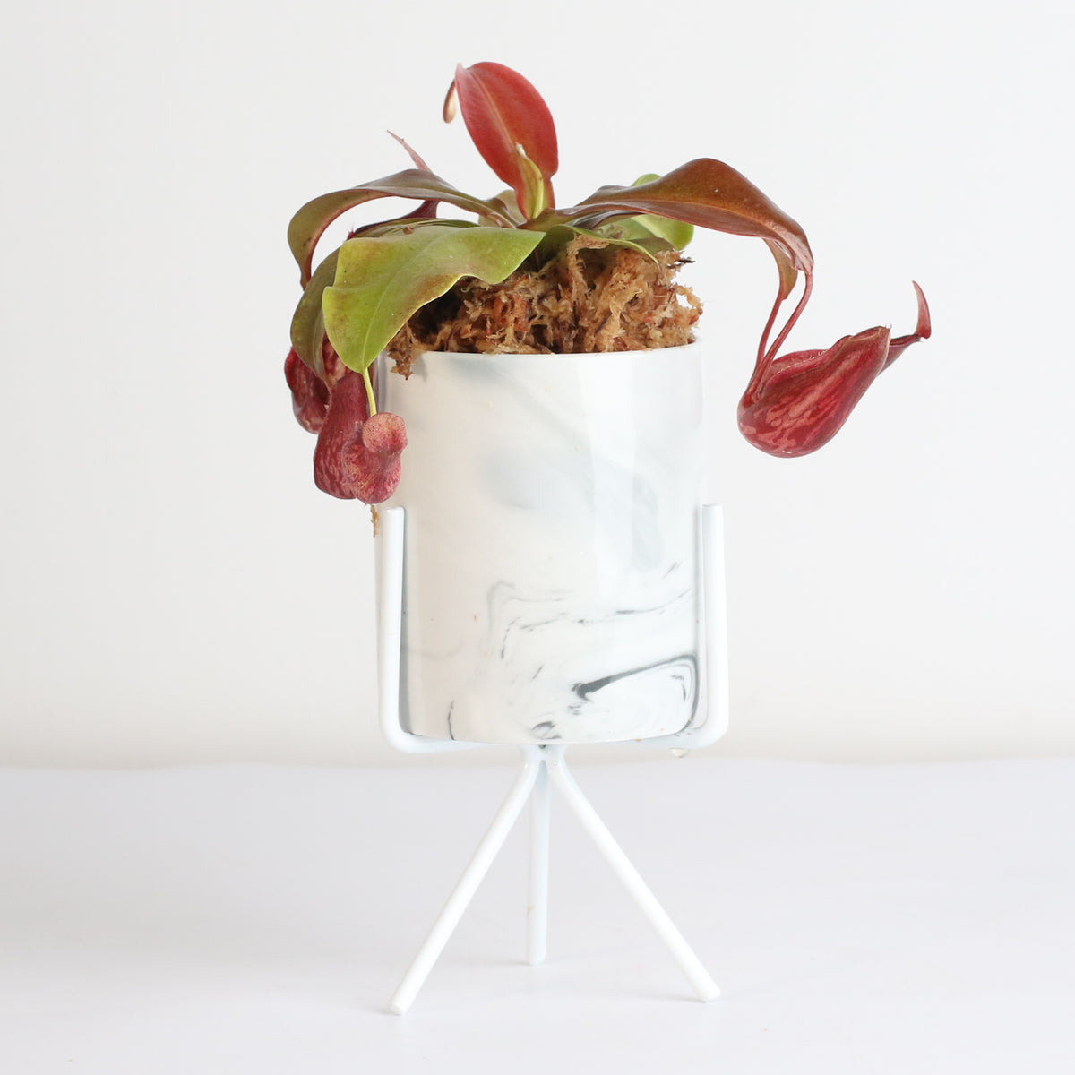 Tropical Pitcher Plant Nepenthes Gaya Carnivorous