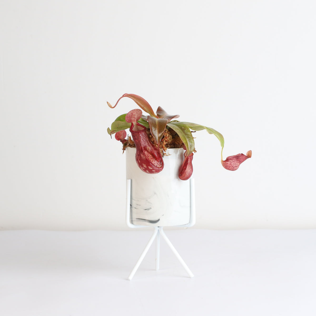 Tropical Pitcher Plant Nepenthes Gaya Carnivorous