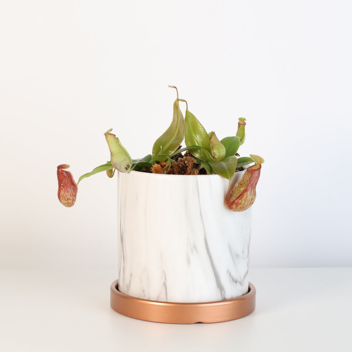 Nepenthes Gaya in Daphne Ceramic Planter 4.5".