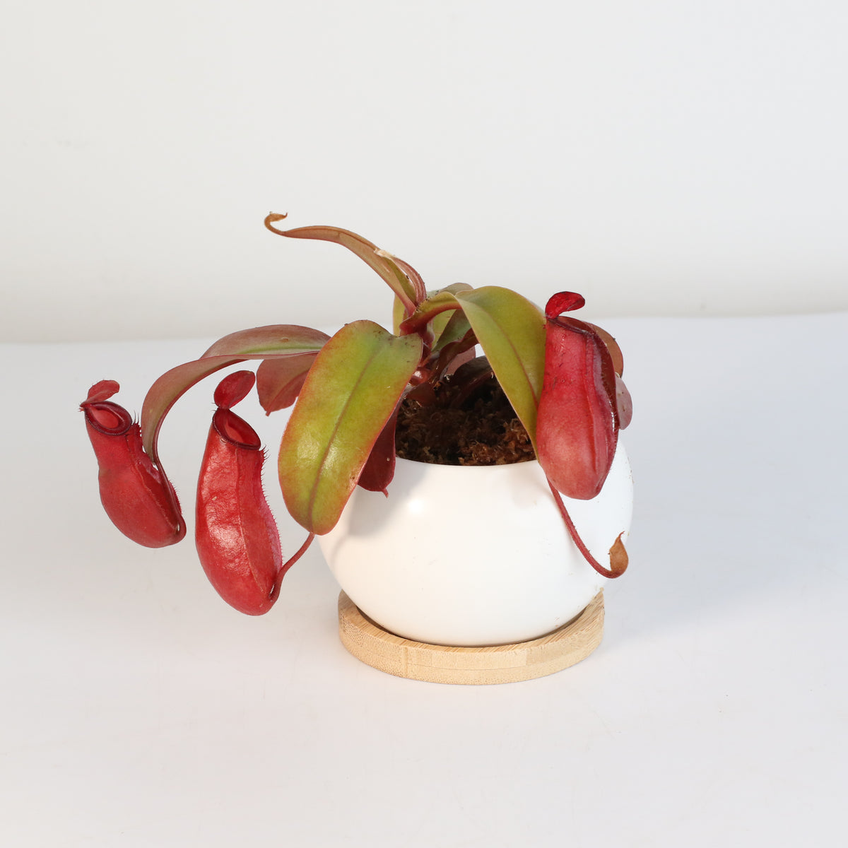 Nepenthes Lady Luck Carnivorous Pitcher Plant