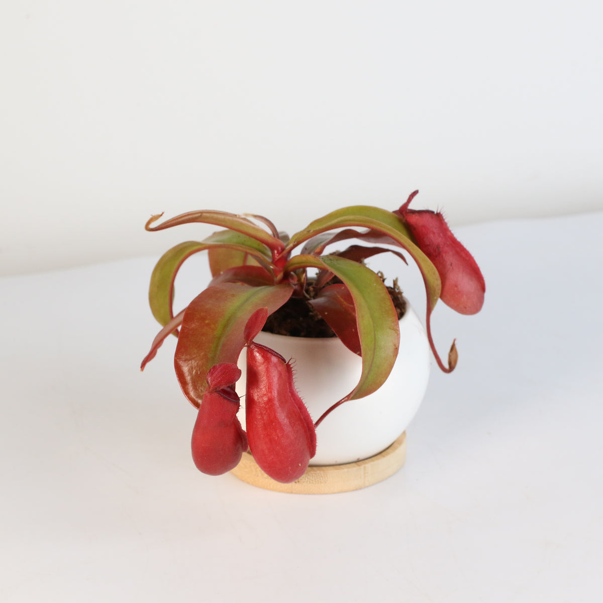 Nepenthes Lady Luck Pitcher Plant