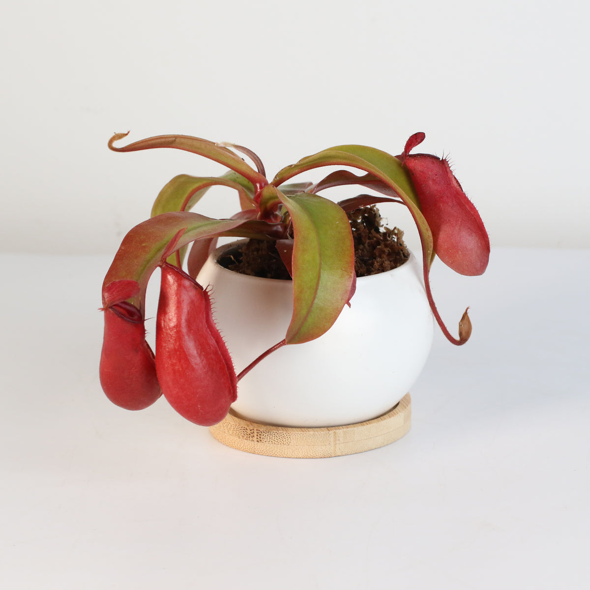 Nepenthes Lady Luck Pitcher Plant in Diana Planter 3"