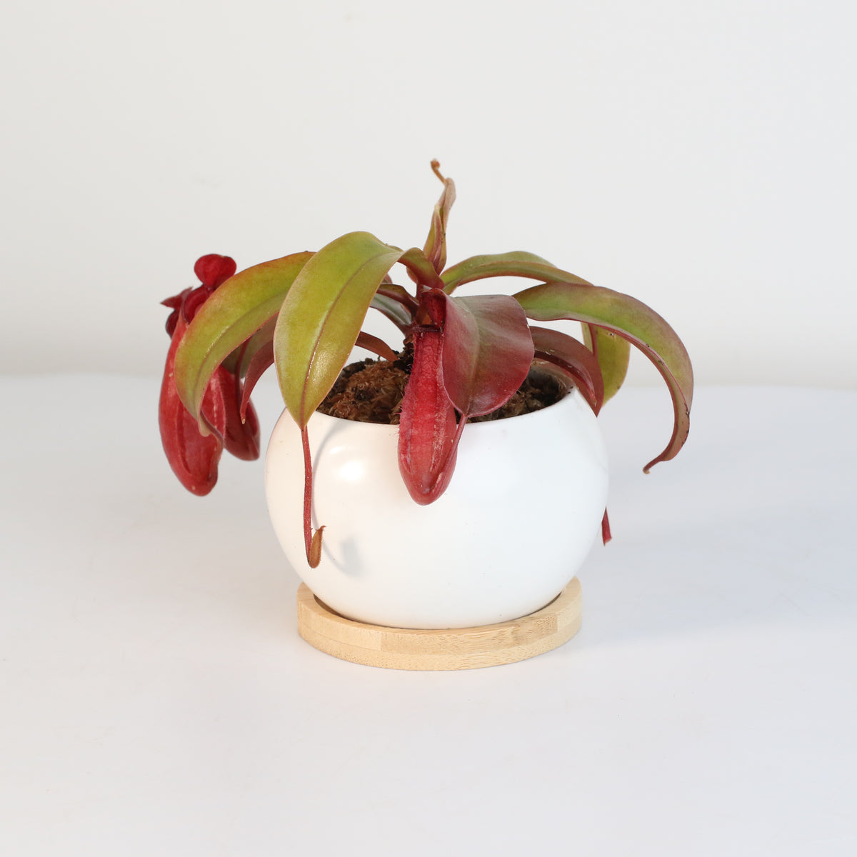 Nepenthes Lady Luck Carnivorous Pitcher Plant