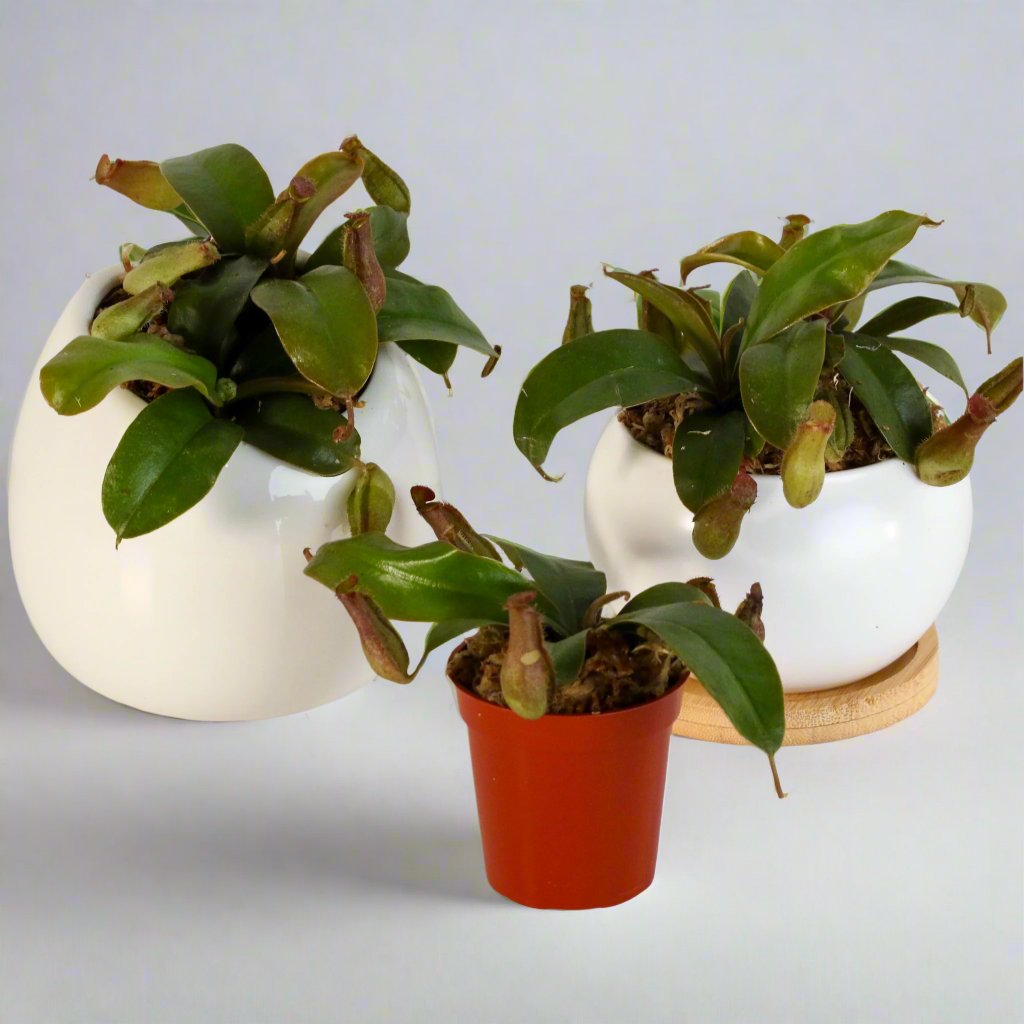 Adolescent Lady Luck Pitcher Plants